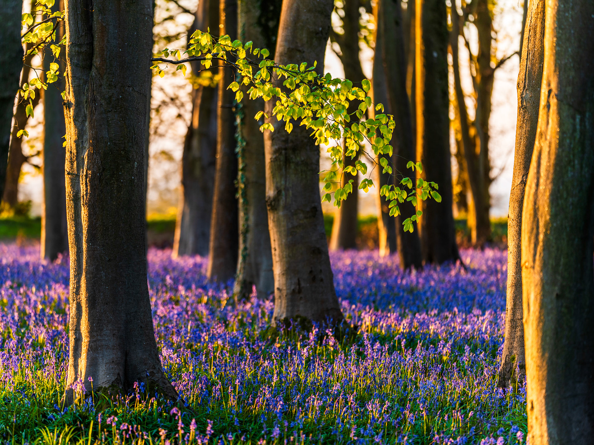 Low dawn light rakes across beech trunks at Badbury Clump near Faringdon, Oxfordshire, at peak bluebell flowering, the warm side-lighting separating each column of bark from the cool violet carpet beneath. A single arching branch of fresh beech leaf, backlit to translucency, draws the eye through the layered depth of the stand. The compression of a longer focal length tightens the trunks into a rhythm without losing the sweep of the ground flora.