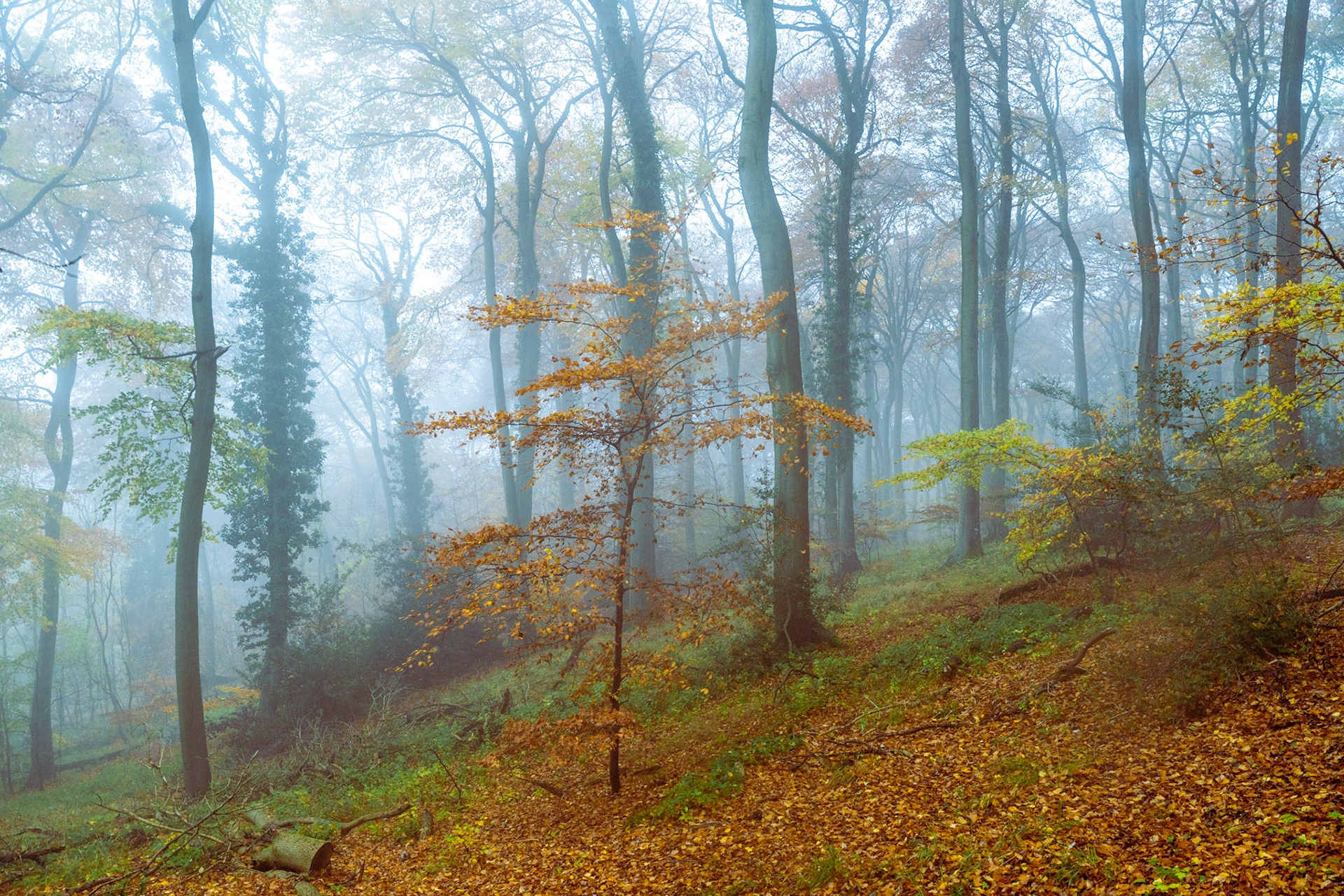 A young beech sapling in the Chilterns retains its amber foliage against a receding colonnade of mature trunks dissolving into autumnal fog. The carpet of fallen leaves and the slope of the Oxfordshire woodland floor give structure to an otherwise soft, diffuse scene. Captured at dawn on a still November morning, the mist compresses depth and mutes the background to near-monochrome.