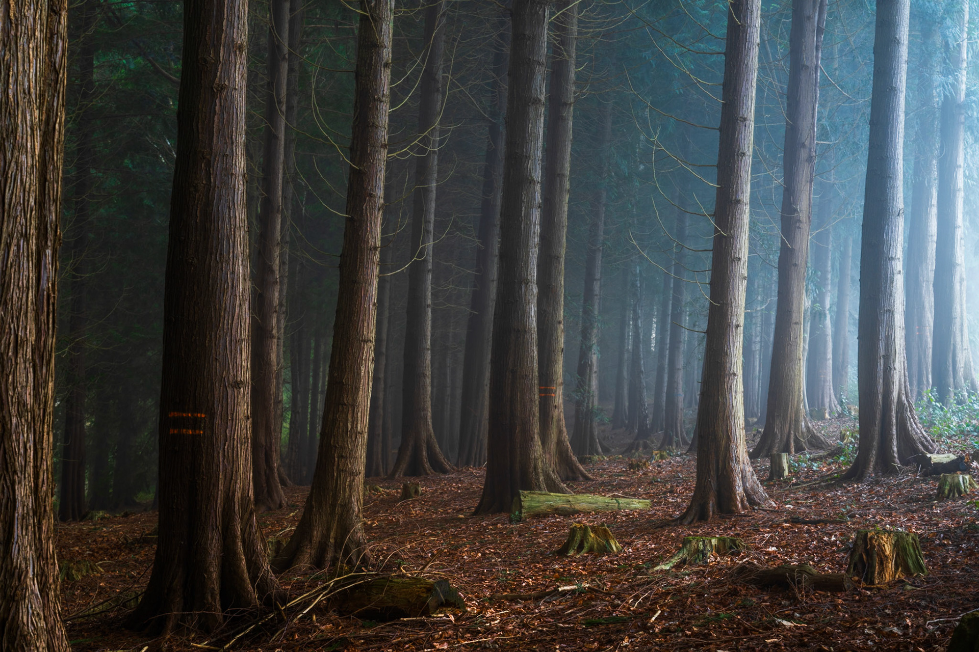 Tall conifers recede into soft morning mist, their bare lower limbs and fibrous bark catching diffuse sidelight. Cut stumps and moss-covered debris on the leaf-litter floor suggest managed or commercial woodland. The cool atmospheric haze compresses depth and lends the stand a quiet, almost architectural order.
