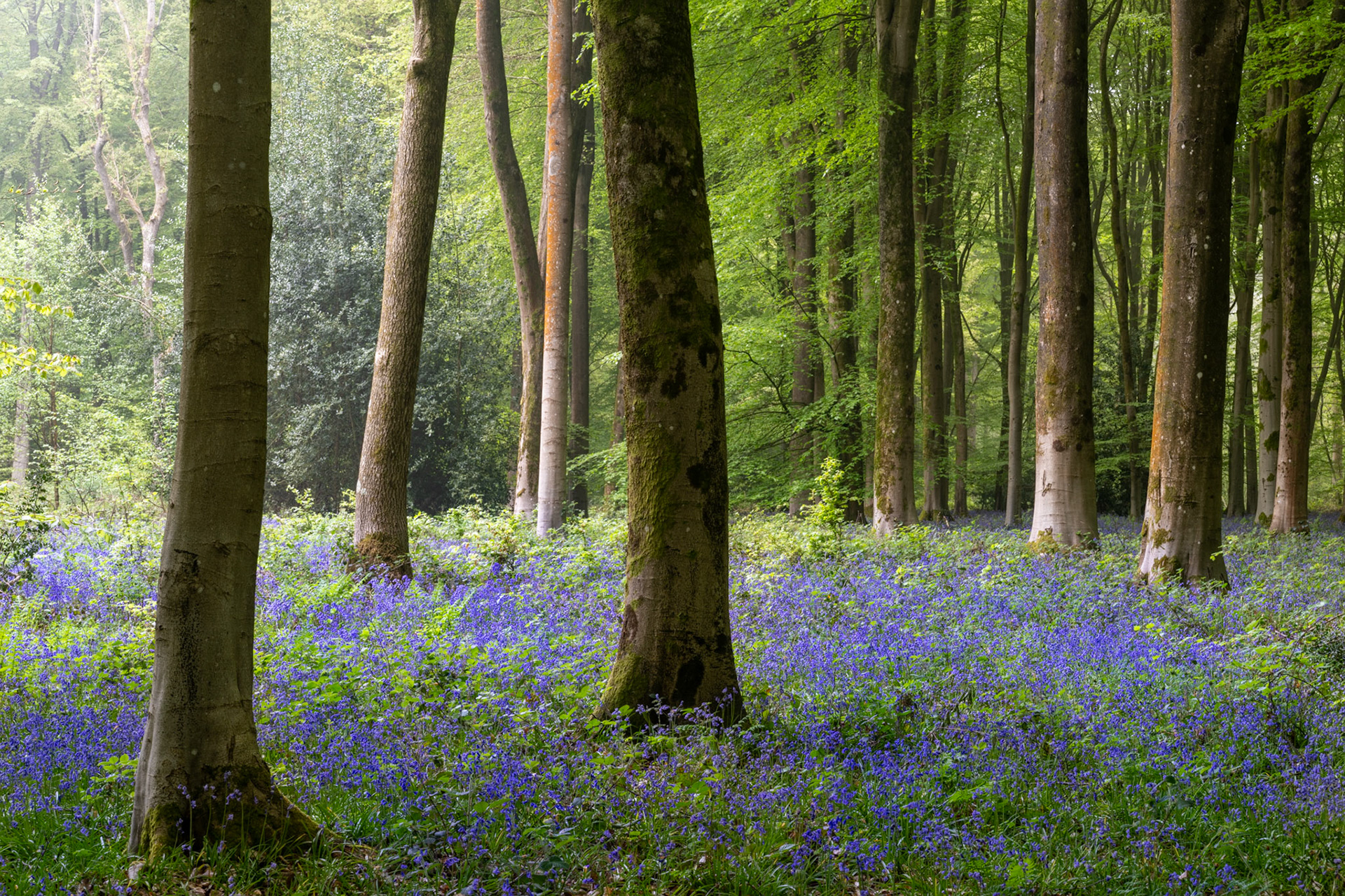 Native bluebells carpet the floor of a mature beech wood at Micheldever Wood in Hampshire, the trees just coming into fresh spring leaf. Soft, diffuse early-morning light filters through the canopy, suppressing contrast and allowing the violet-blue of the flowers to read clearly against the pale grey trunks. The scene is quiet and unforced, though the composition lacks a single resolving element to anchor the eye.