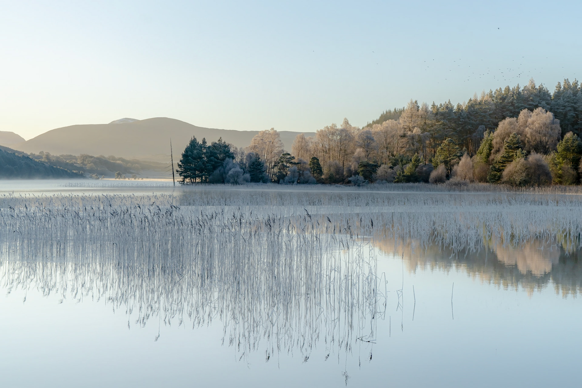 A hard frost coats the birch and pine woodland fringing a Highland loch on a windless winter morning, the frosted canopy reflected almost perfectly in water broken only by emergent reed stems. Ground mist lingers above the surface, softening the distant hills and lending the scene an unusual quietness for midday light.
