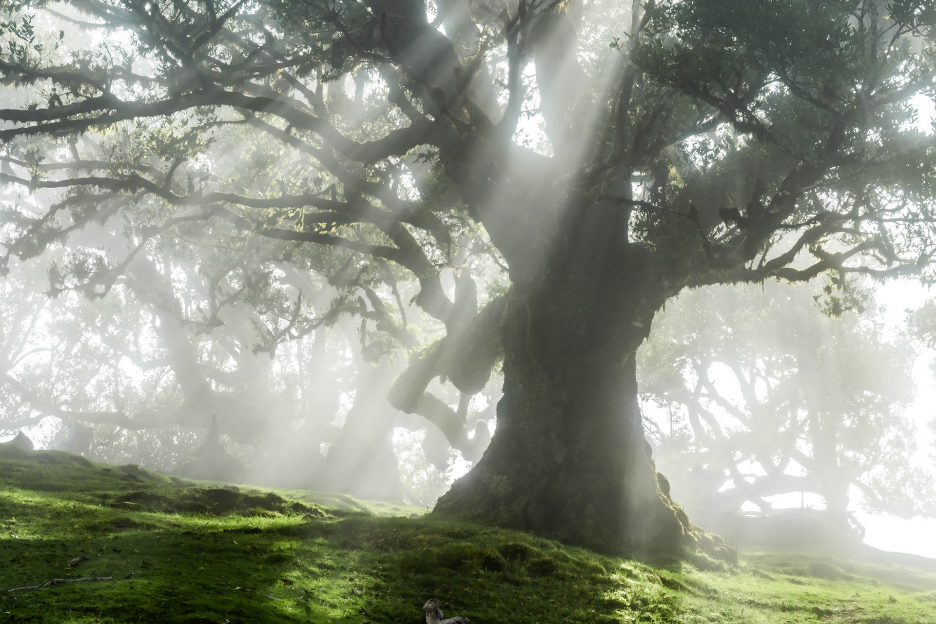 A veteran laurel tree in the laurisilva forest of Fanal, Madeira, caught as morning sunbeams penetrate low cloud. The massive gnarled trunk anchors the frame while crepuscular rays diffuse through the canopy above a vivid moss-covered floor. The composition balances intimate scale with the cathedral weight of a UNESCO-protected forest.