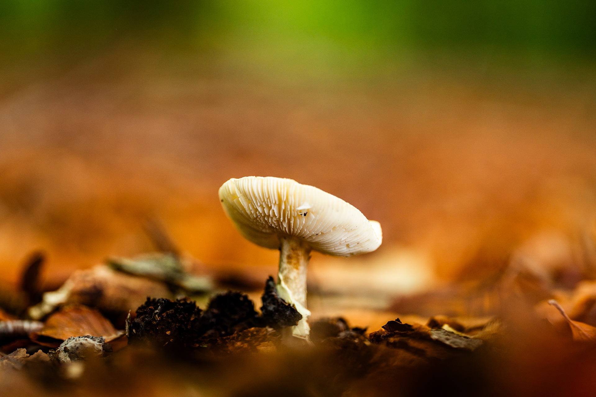 A mushroom grows through the woodland floor, with a beautiful soft backdrop of golden tones and greens. Captured on the Sigma 105mm Macro Art Lens.