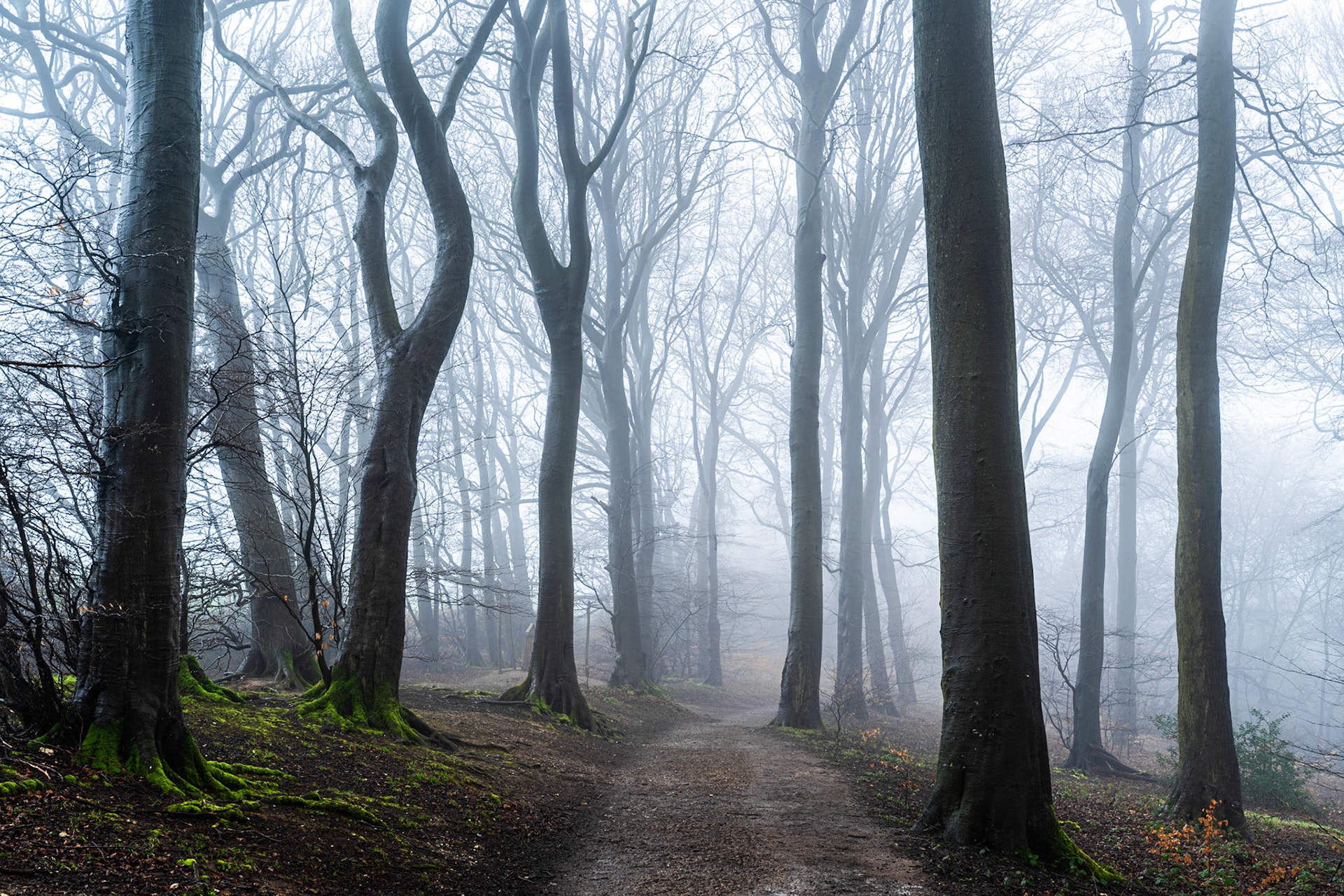A woodland track in the Chilterns curves into dense winter mist between bare beech trunks, their moss-clad roots anchoring the foreground while successive layers of fog dissolve the canopy into pale abstraction. The cool, diffuse light and receding depth lend the scene a stillness that reads as studied rather than incidental. Captured at dawn in early March, when the Oxfordshire beechwoods remain leafless and the fog thickens rather than burns off.