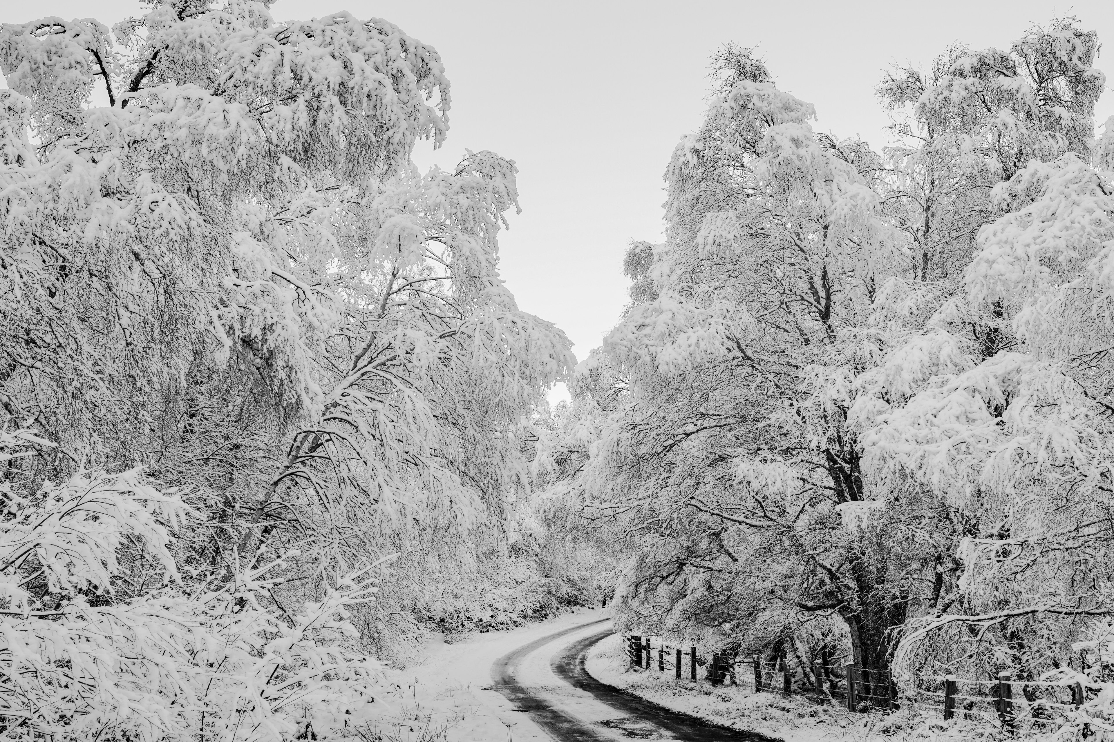 Deep inside a Caledonian Forest Woodland, where ancient trees are covered in heavy snow. Christopher Harrison - Travel Photographer of the Year 2024 - Finalist