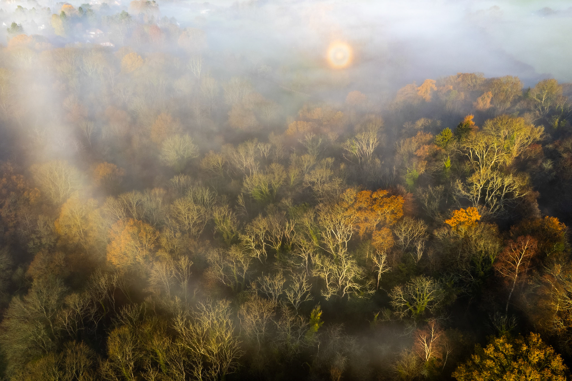 Morning fog rolls across a mixed deciduous woodland above Henley-on-Thames, the low winter sun diffusing through the mist as a soft orb above the valley. Bare branches and remnant autumn foliage create a layered tapestry of ochre, rust, and grey-green beneath the drifting cloud. The aerial vantage compresses the woodland into an almost abstract plane of tone and texture.