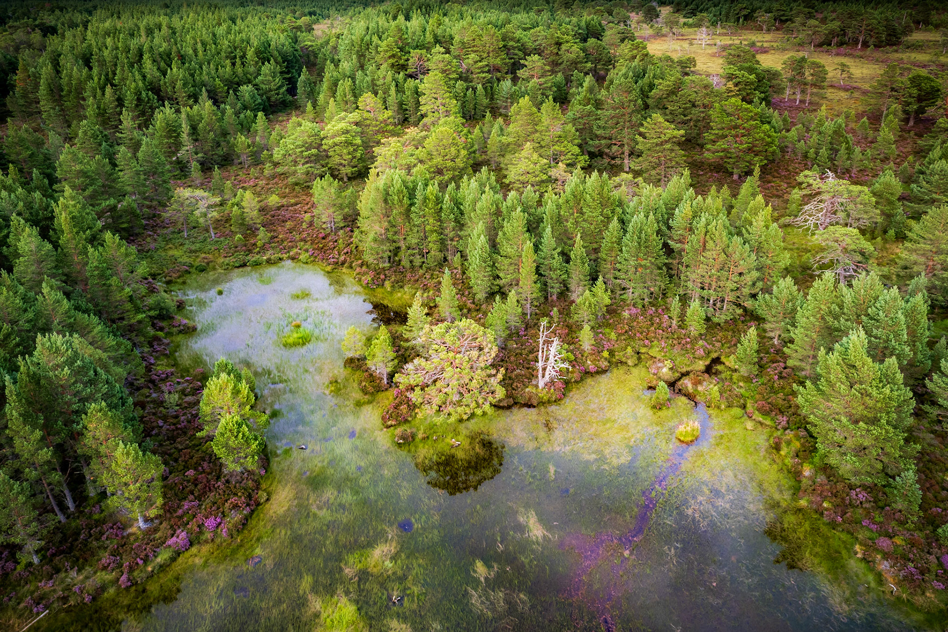 Remnants of the Caledonian Forest, in the Cairngorms, Scotland. Extensive pine trees and summer heather.