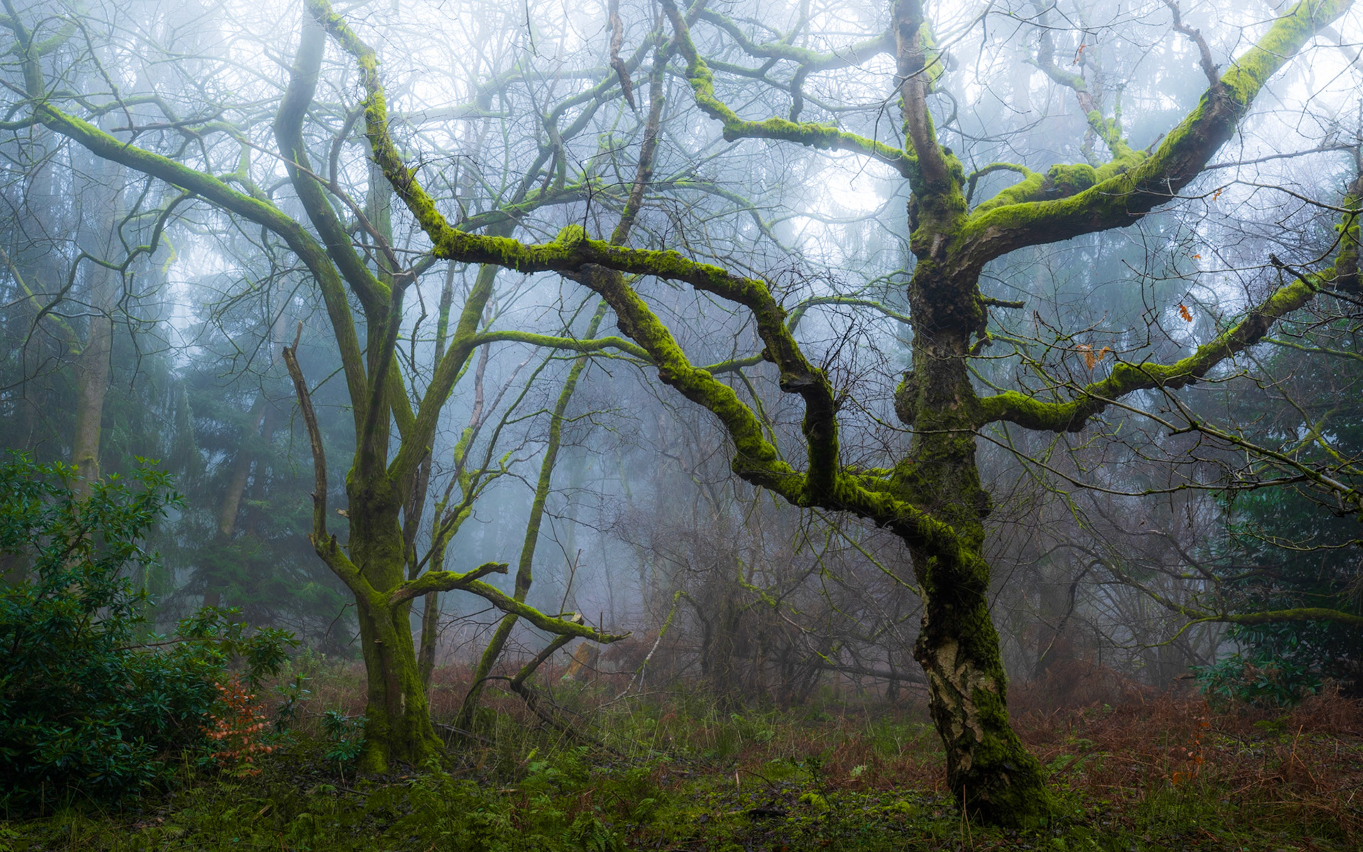 Two trees, both covered in moss, look gnarled and ancient in this winter scene which is full of stubborn fog. A somewhat spooky scene.