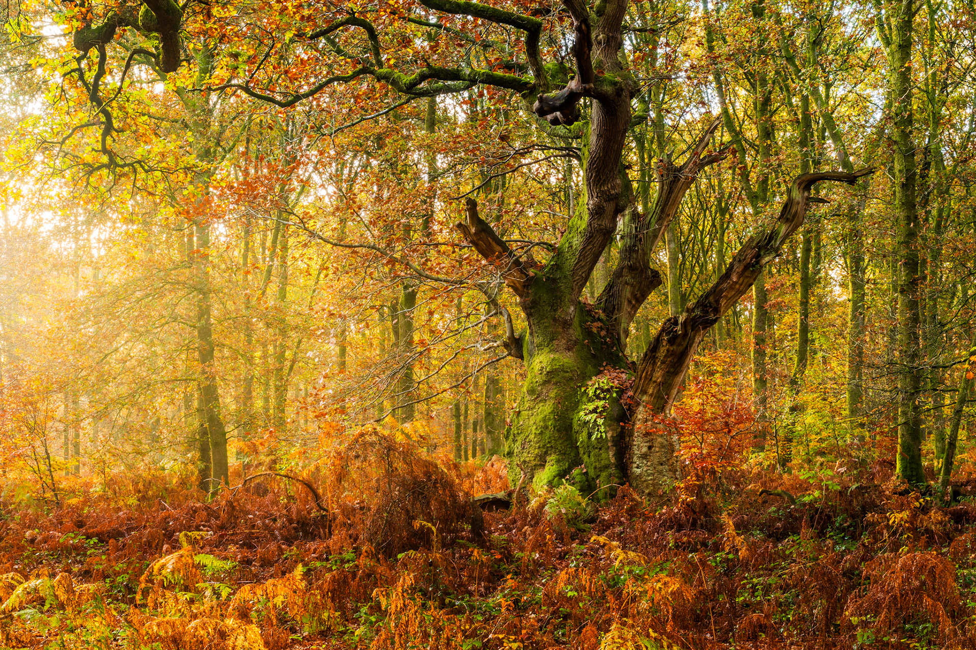 A gnarled, moss-covered oak stands amid bracken and mist-softened woodland light in the Chilterns, Oxfordshire. Angled morning sun pierces the canopy from the left, casting a warm luminous haze through the autumn foliage and lending the scene a quality of stillness rarely captured without careful positioning. The multi-stemmed trunk, weathered and lichen-patched, anchors the frame against a receding stand of deciduous trees still holding their copper and gold leaf.