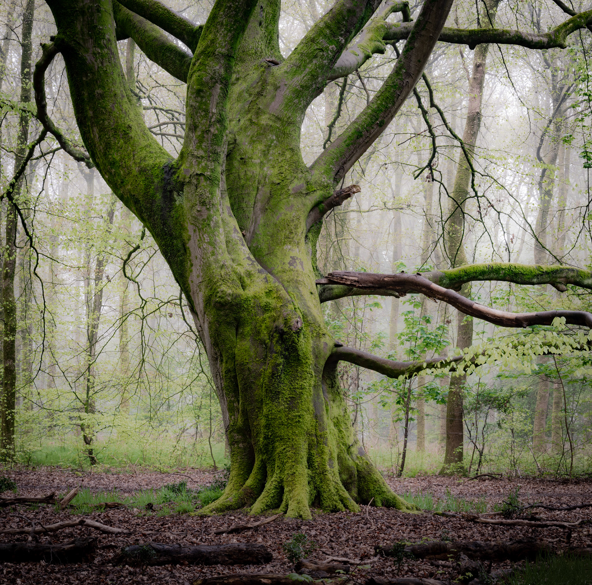 Ancient Oak Tree covered in Moss with Foggy moody backdrop, England