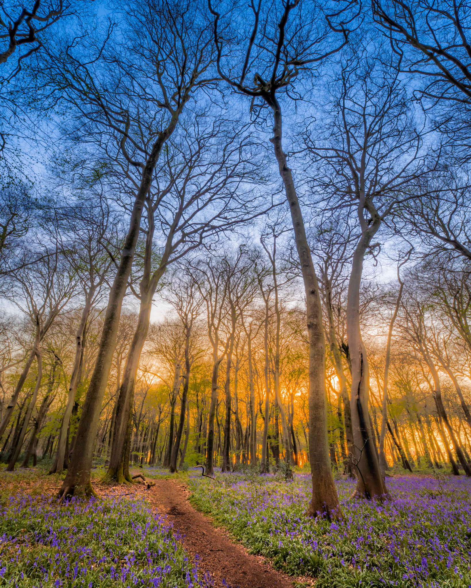 Beech woodland in the Chilterns, Oxfordshire, at sunset in late April, the forest floor carpeted in bluebell. A narrow earth path draws the eye toward a warm glow filtering through still-bare canopy, the cool blue sky above contrasting with the amber light held in the mid-ground trees.