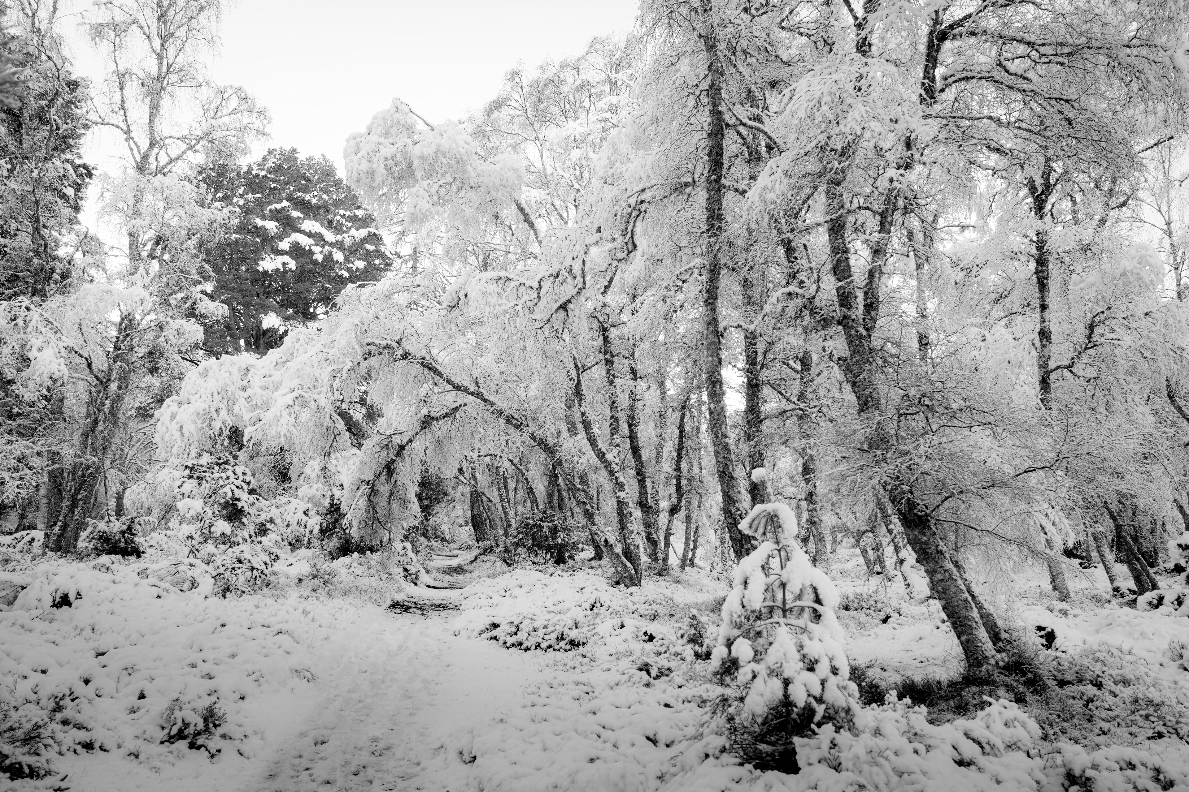 Deep inside a Caledonian Forest Woodland, where ancient trees are covered in heavy snow. Christopher Harrison - Travel Photographer of the Year 2024 - Finalist