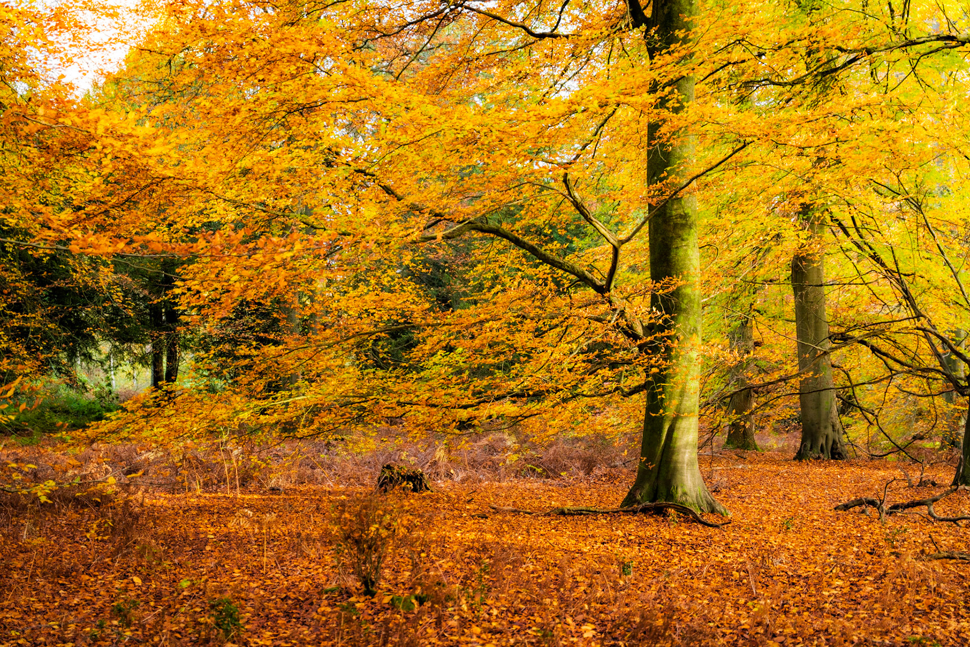 Peak autumn colour holds in a broadleaved woodland clearing in the Chilterns, Oxfordshire, the canopy shifting between gold and ochre above a floor of fallen leaves and collapsed bracken. The dominant beech trunk anchors the right of frame, while receding conifers suggest a mixed-wood edge. Flat ambient light subdues contrast without providing the atmospheric conditions that characterise the photographer's signature work.