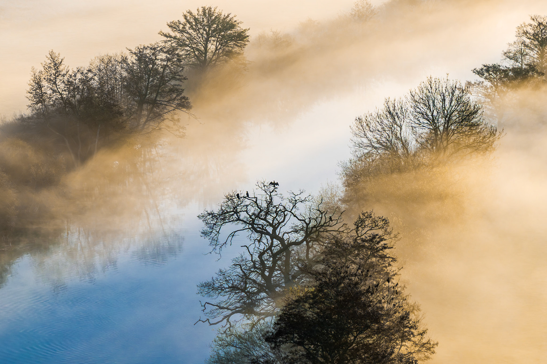 A cormorant spreads its wings from a bare oak standing in the River Thames near Wallingford, as a temperature inversion floods the valley with warm morning mist. The aerial perspective collapses foreground and distance into layered planes of silhouetted canopy and pale water, the bird providing a precise focal anchor within the abstraction. Captured at the spring equinox, when leafless trees retain enough transparency to hold the composition without closing it.