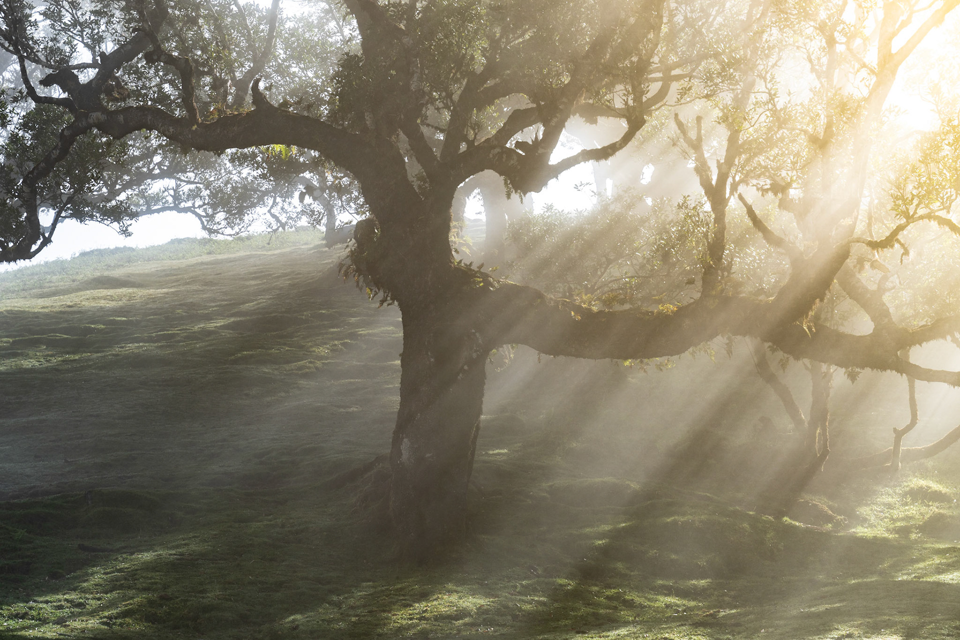 Crepuscular rays pierce morning mist through the ancient laurel canopy of Fanal, Madeira, casting radiating shafts across a moss-carpeted plateau. The gnarled, moss-draped trunk of a Til tree anchors the frame against the dissolving fog, its sweeping lateral branch cutting through the light. The quality of atmosphere and the tree's character are well-matched; the slight luminosity burn in the upper right sits just inside acceptable limits for competition.