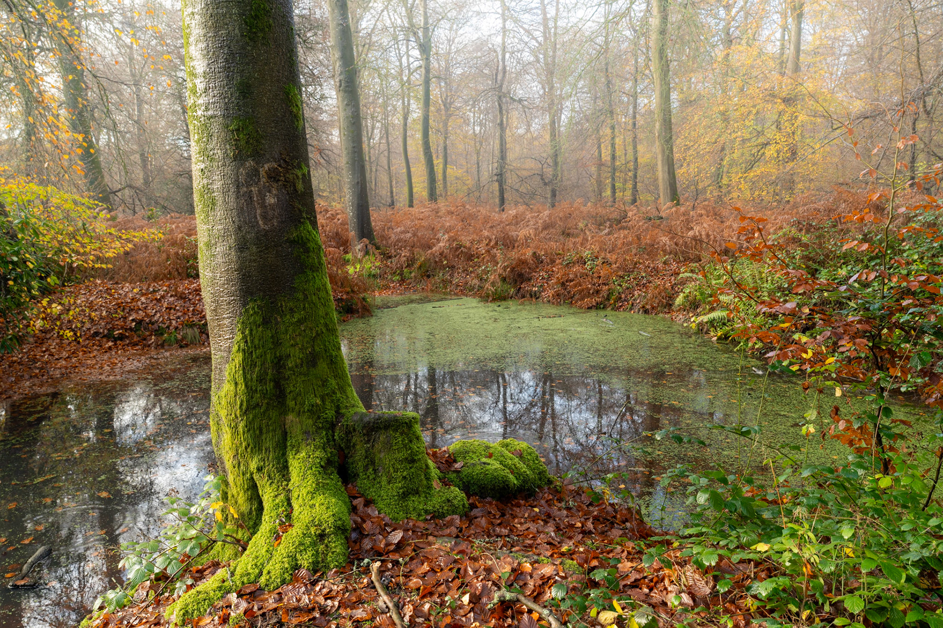 A moss-covered beech trunk rises from a shallow flood pool in the Chilterns, Oxfordshire, its still surface reflecting bare canopy through late-autumn fog. Dead bracken and fallen leaves frame the water on all sides, compressing the scene into a quiet study of seasonal transition. The soft diffused light holds the scene in a muted palette of rust, ochre, and green.