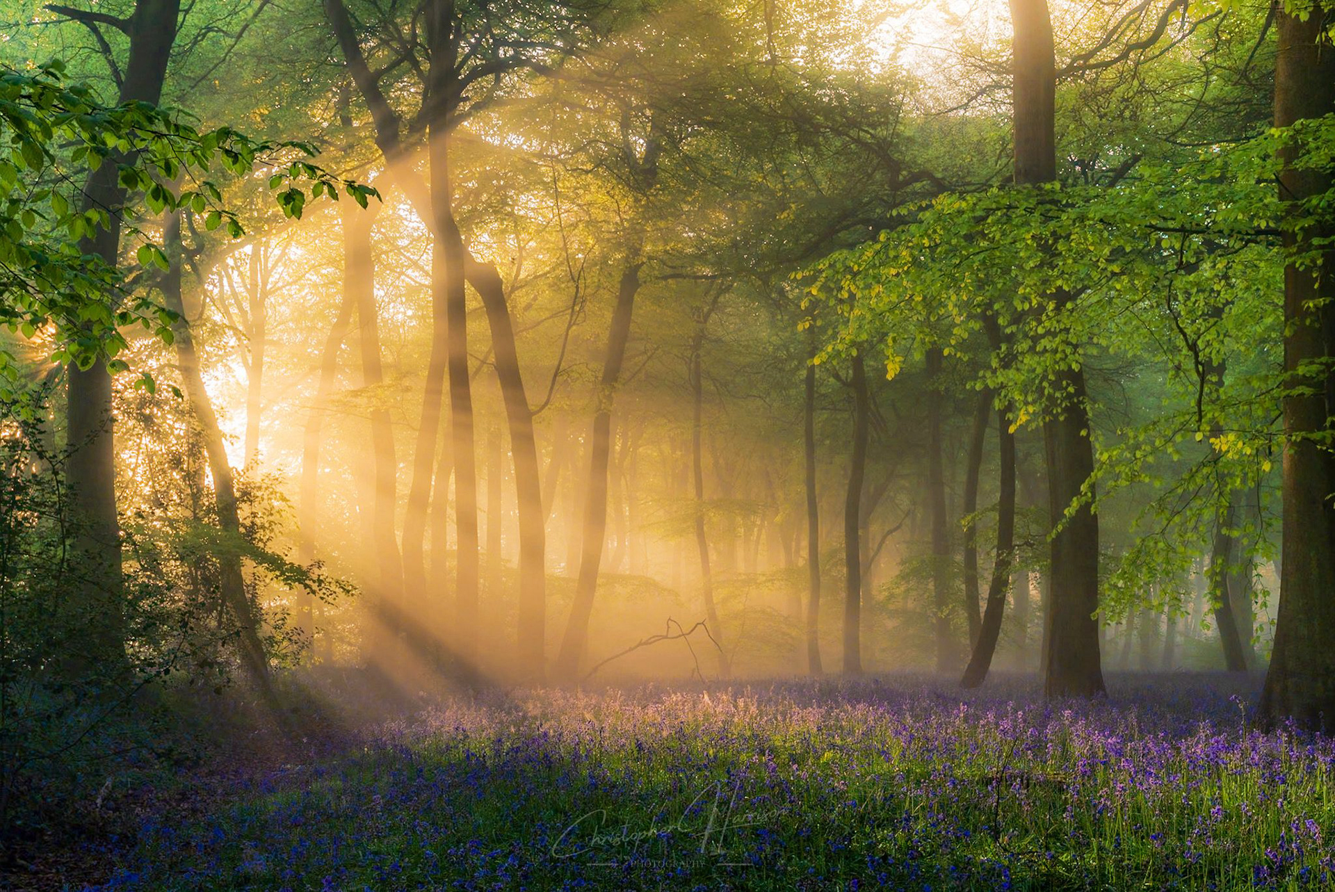 Christopher Harrisons Photograph titled The Portal to Heaven, showing sun beams shining into a beechwood carpeted in bluebells from the Chiltern Hills.