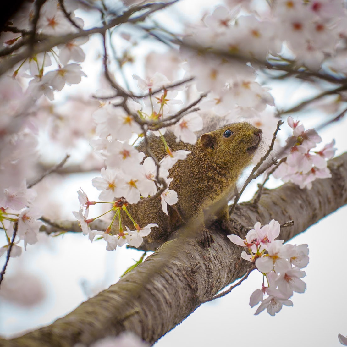 Squirrel amongst Sakura