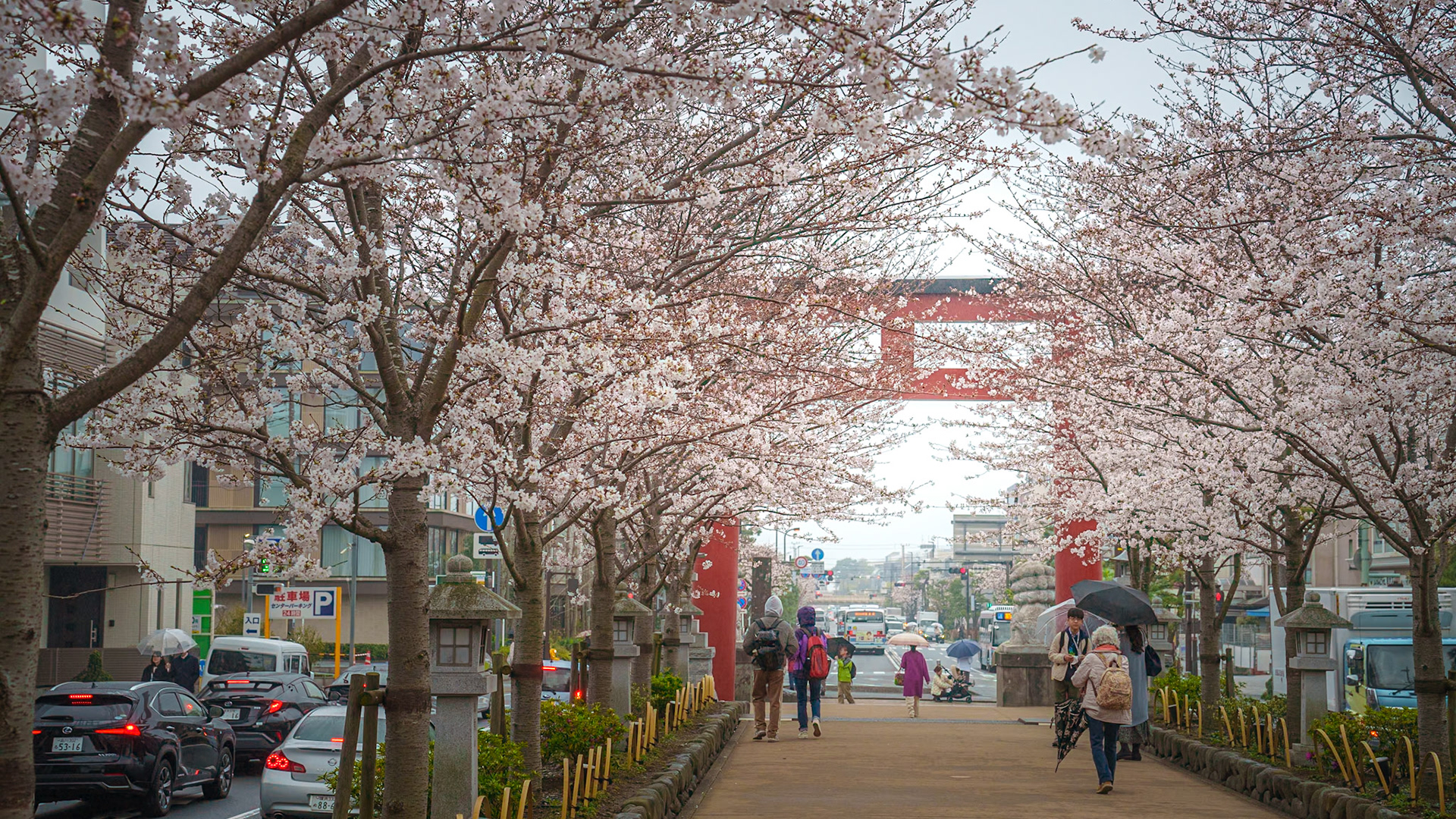 Cherry Blossom Season