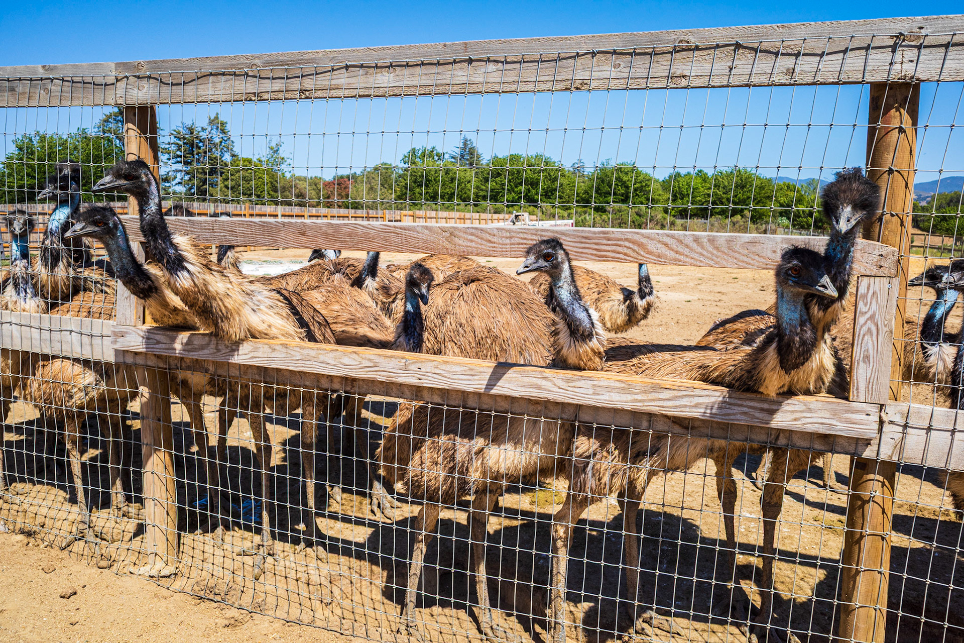Ostrichland USA