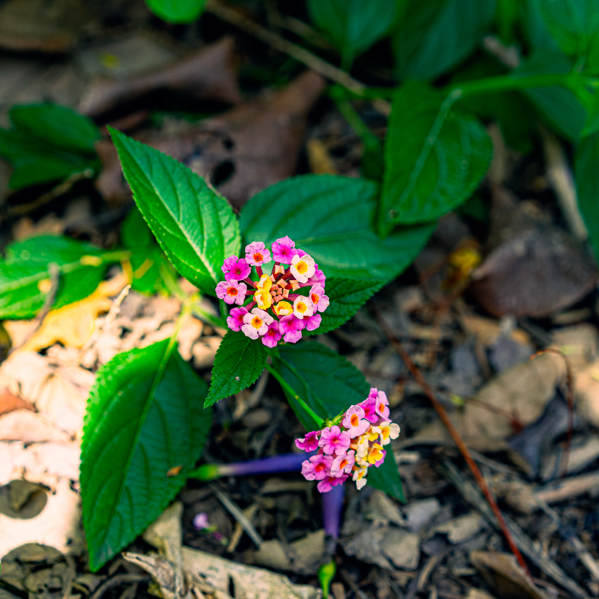 Lantana, 란타나 (Lantana camara)