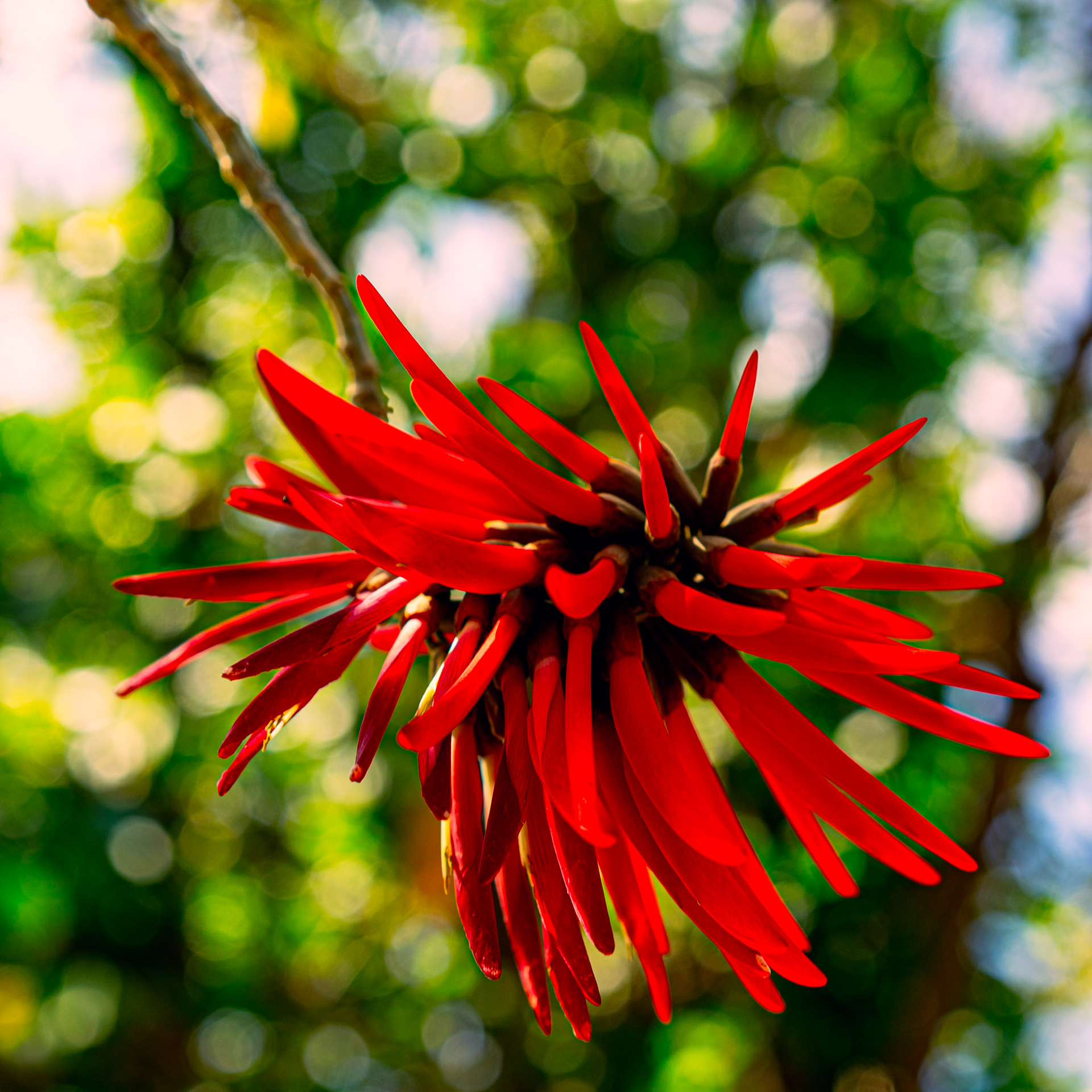 Naked Coral Tree, 코럴 트리 (Erythrina coralloides)