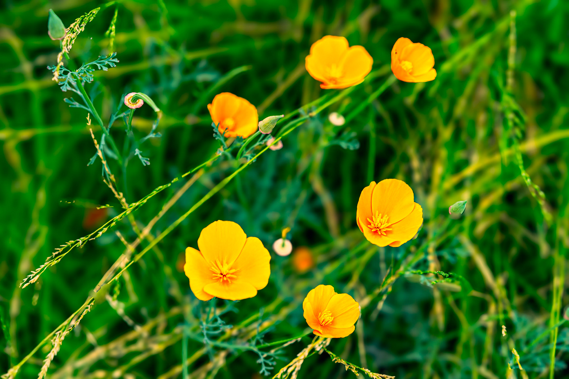 California Poppy, 캘리포니아 포피 (Eschscholzia californica)