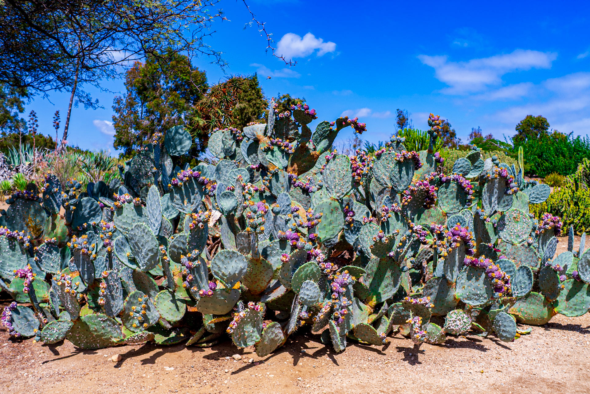 Wheel Cactus (Opuntia robusta)