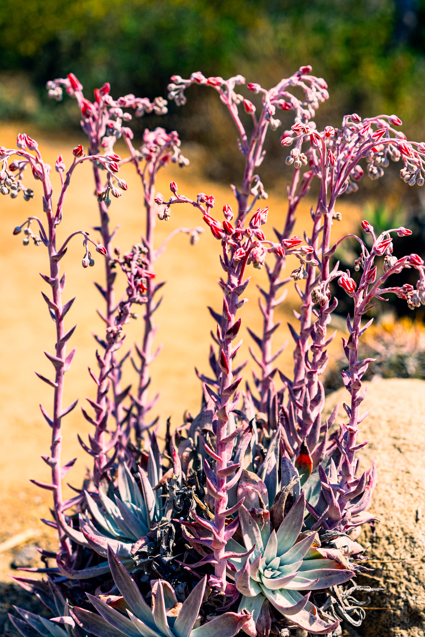 Dudleya, 두들레야 (Dudleya sp.), 아마 Chalk Dudleya 계열
