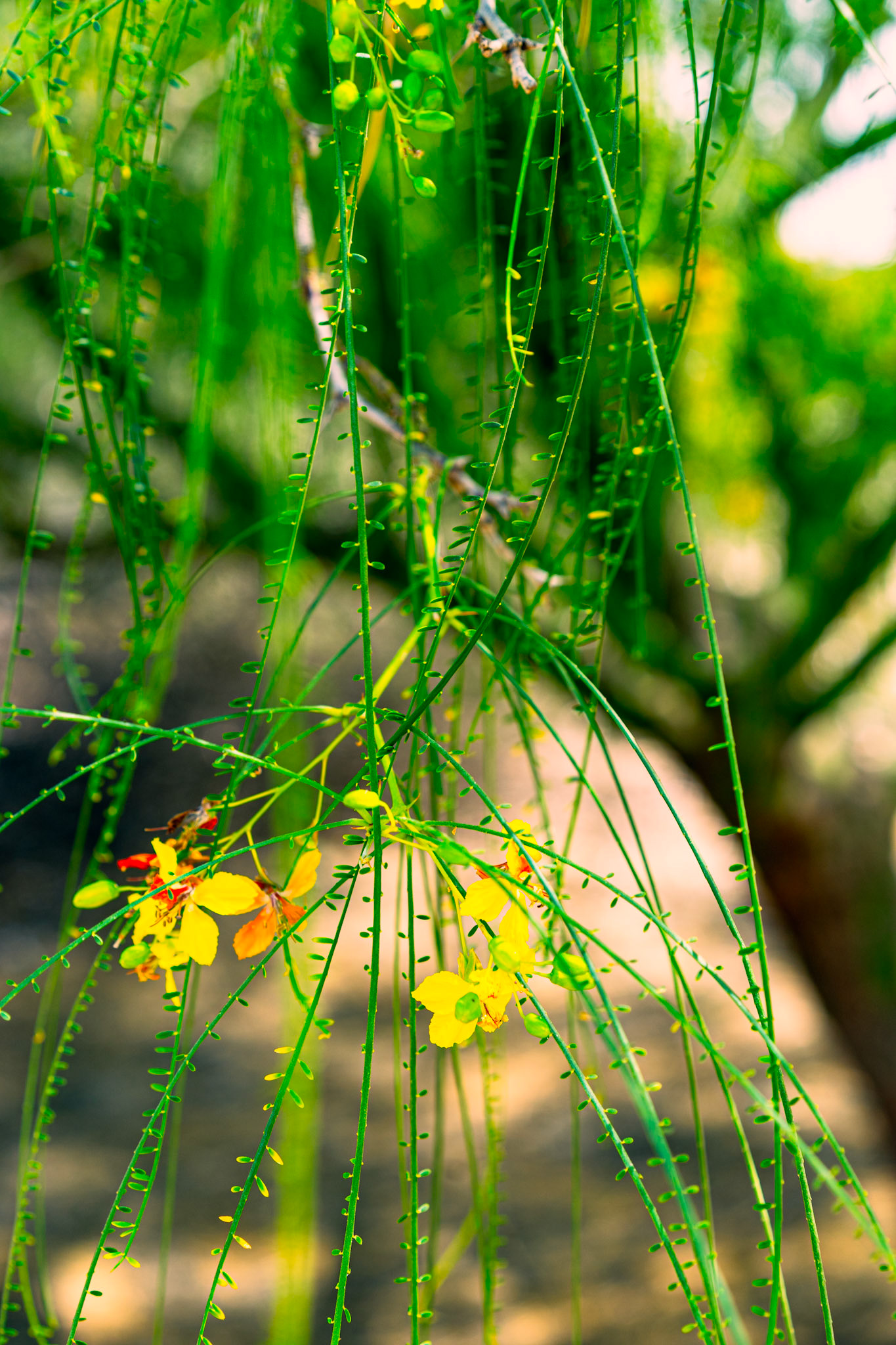 Mexican Palo Verde / Jerusalem Thorn (Parkinsonia aculeata)