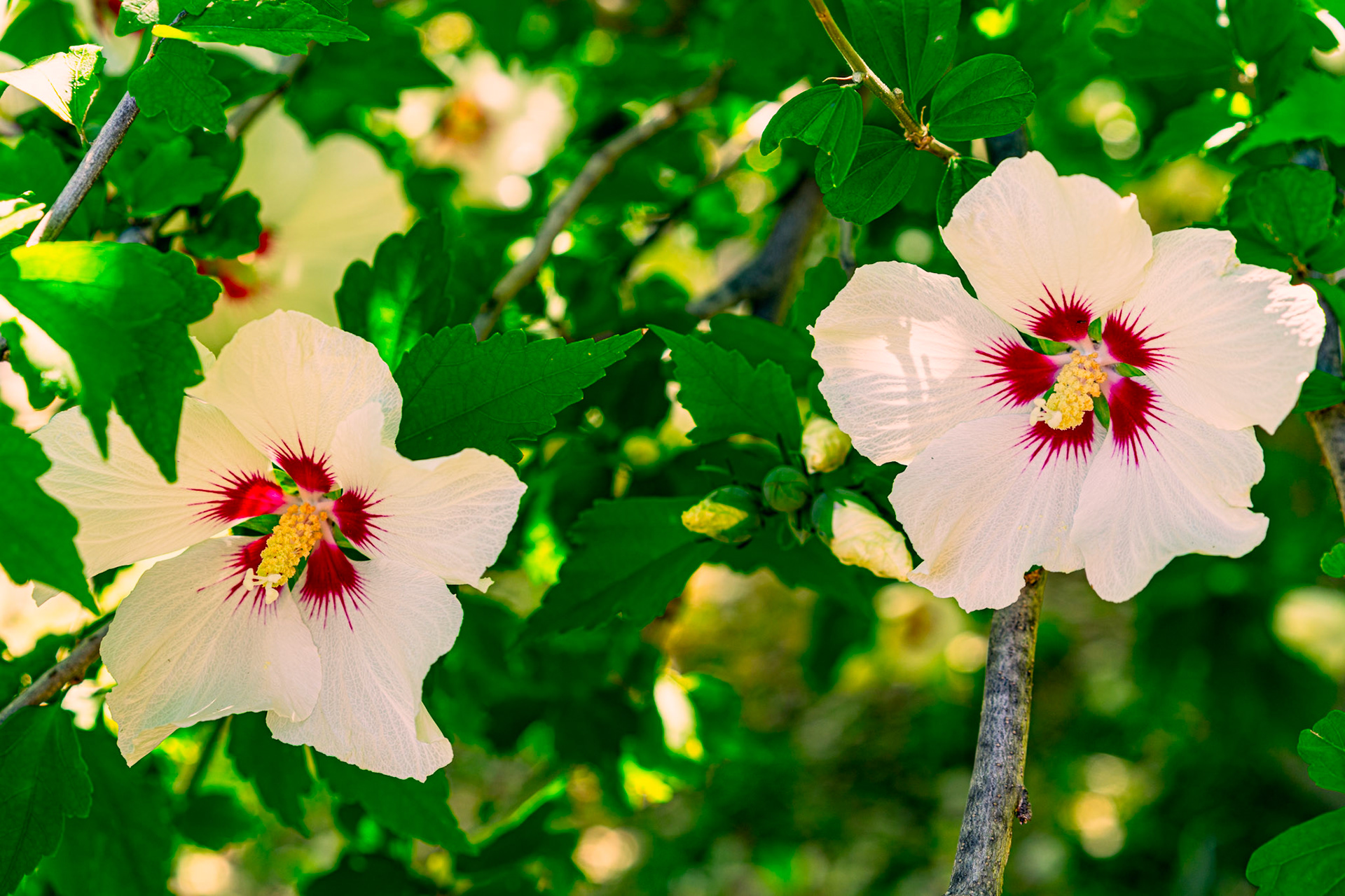 Rose of Sharon, 무궁화 (Hibiscus syriacus)