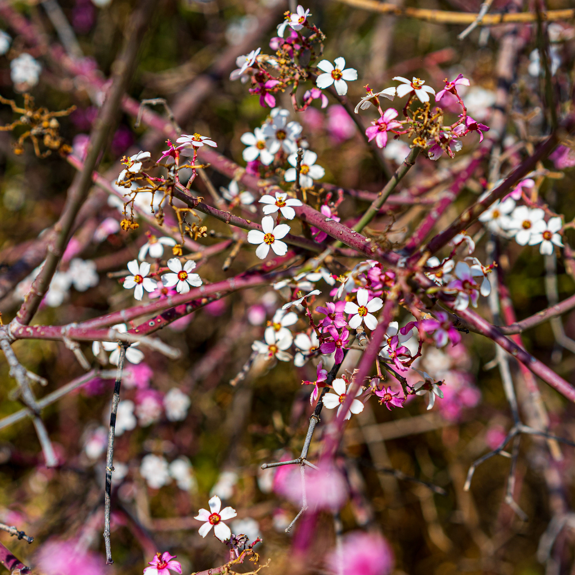 Mānuka / New Zealand Tea Tree (Leptospermum scoparium) 계열로 보임