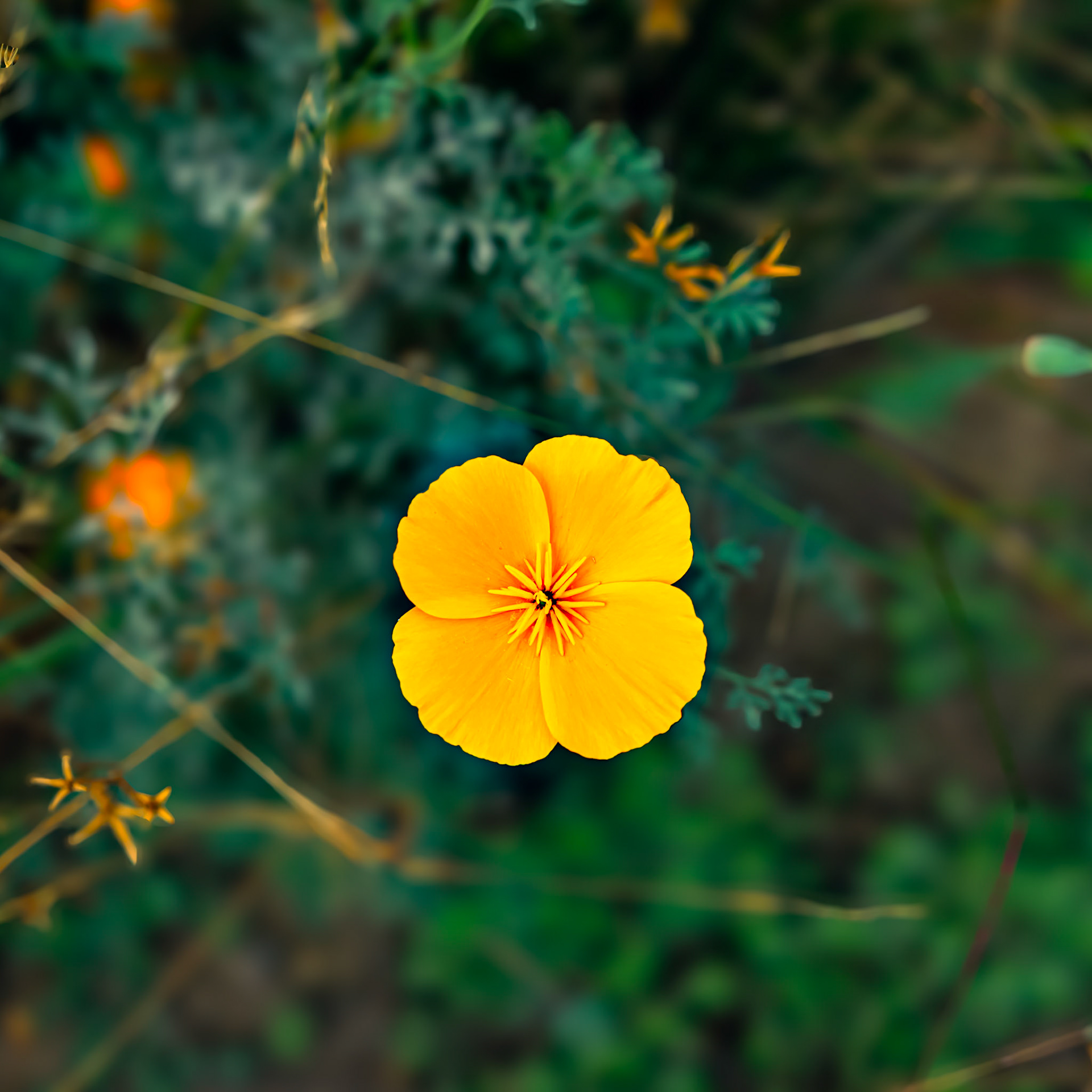 California Poppy, 캘리포니아 포피 (Eschscholzia californica)
