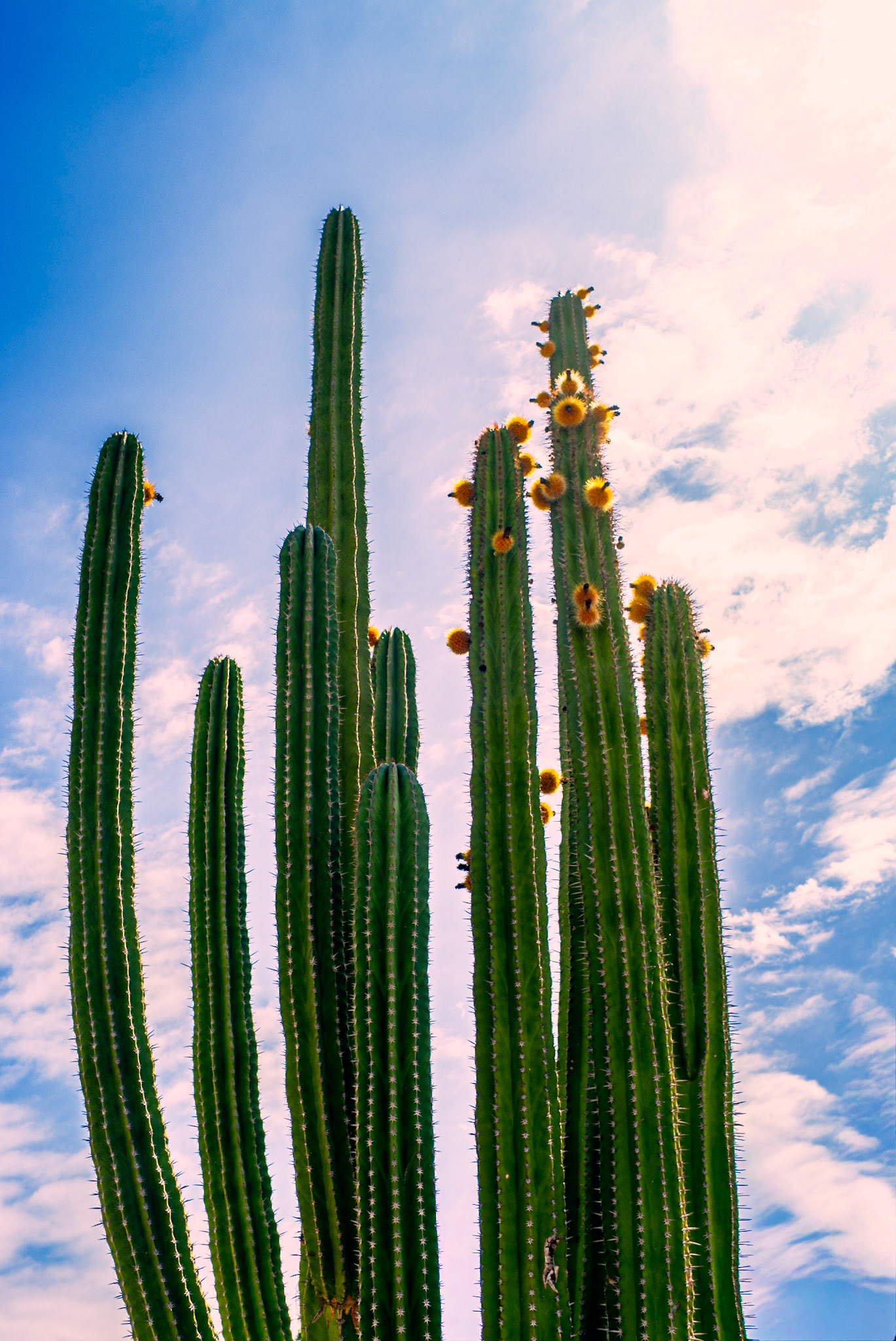 Organ Pipe Cactus (Stenocereus thurberi)
