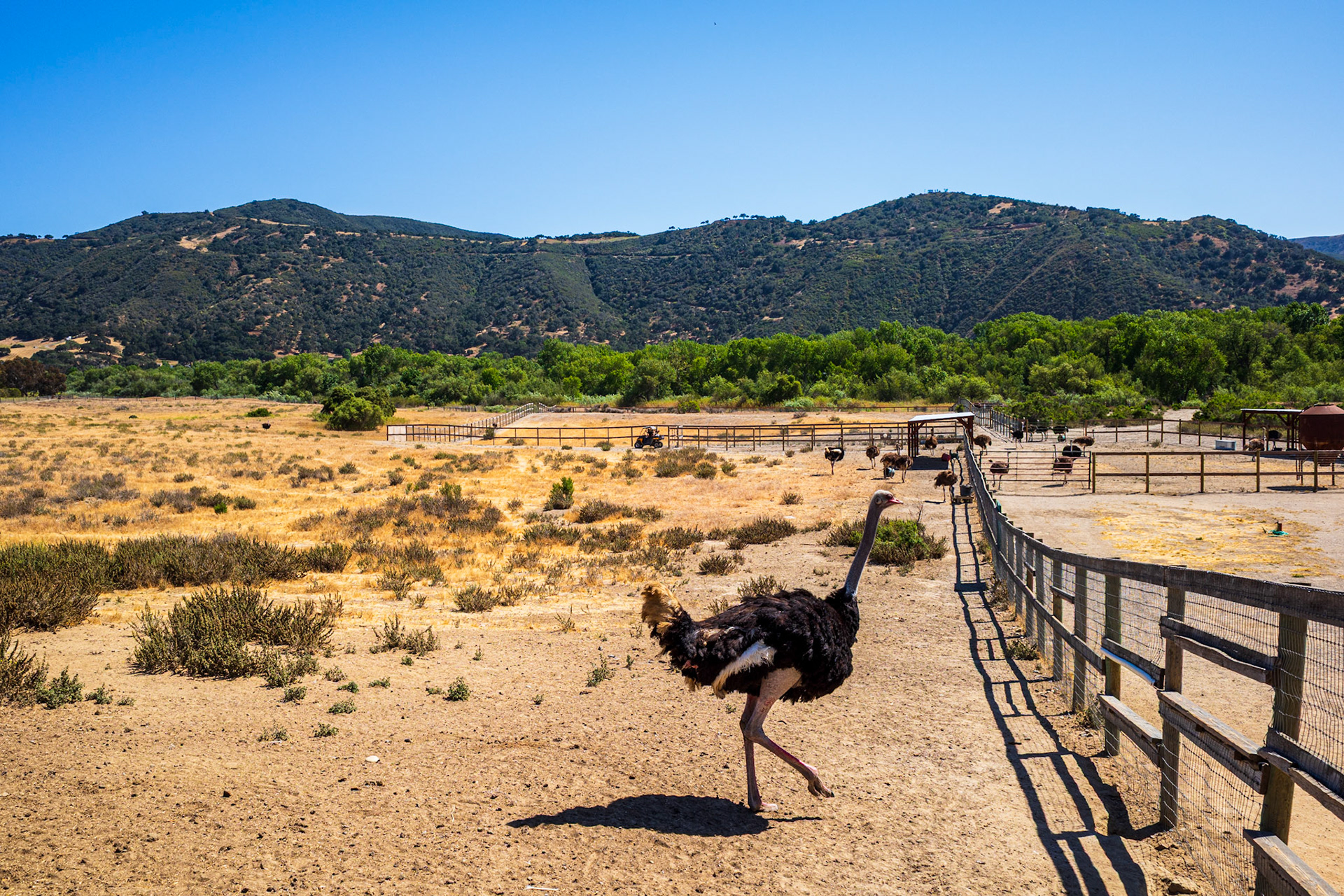 Ostrichland USA