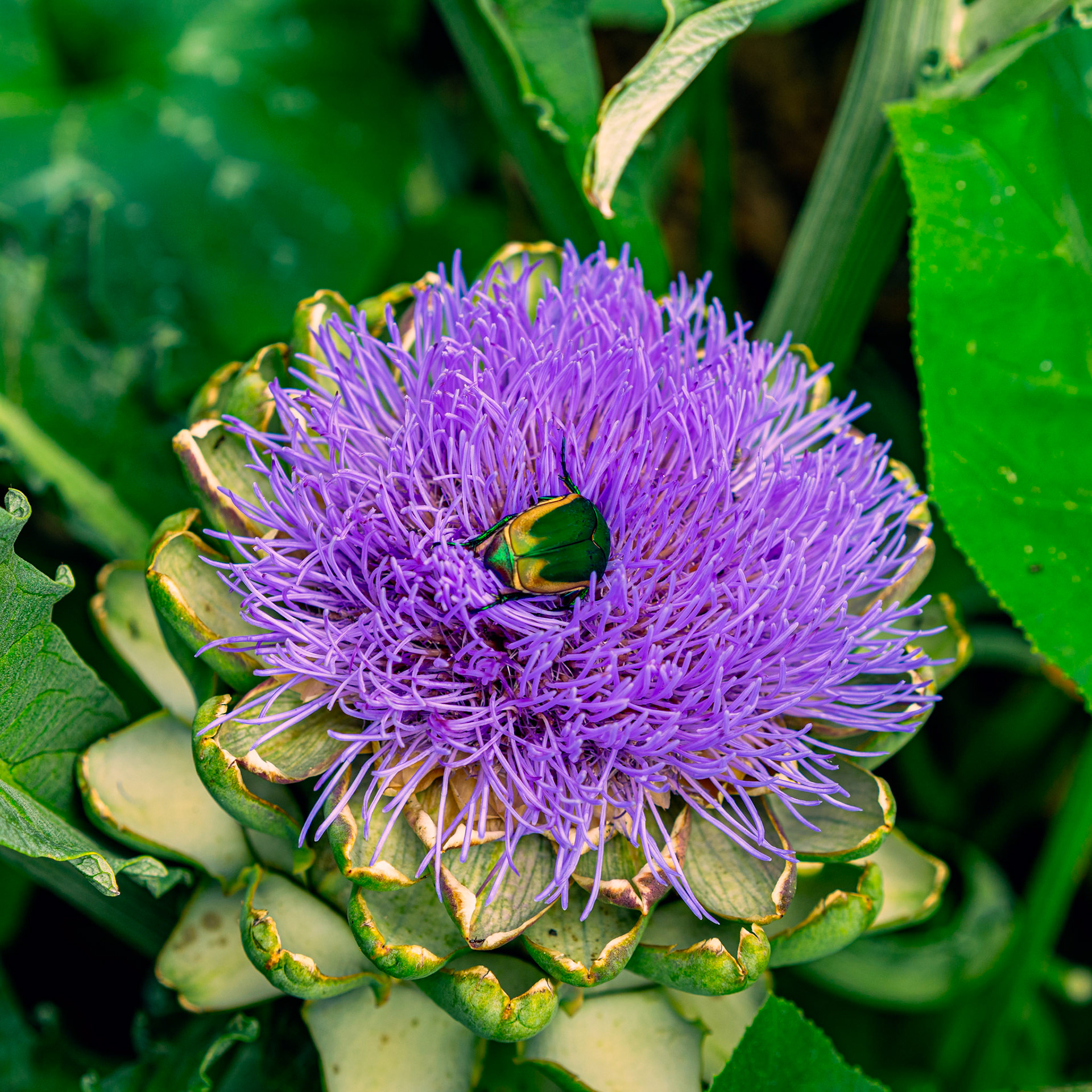 Artichoke, 아티초크 (Cynara cardunculus var. scolymus)