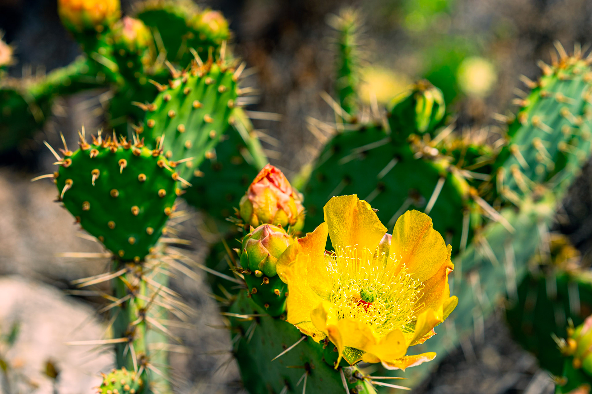 Prickly Pear, 부채선인장류 (Opuntia sp.)