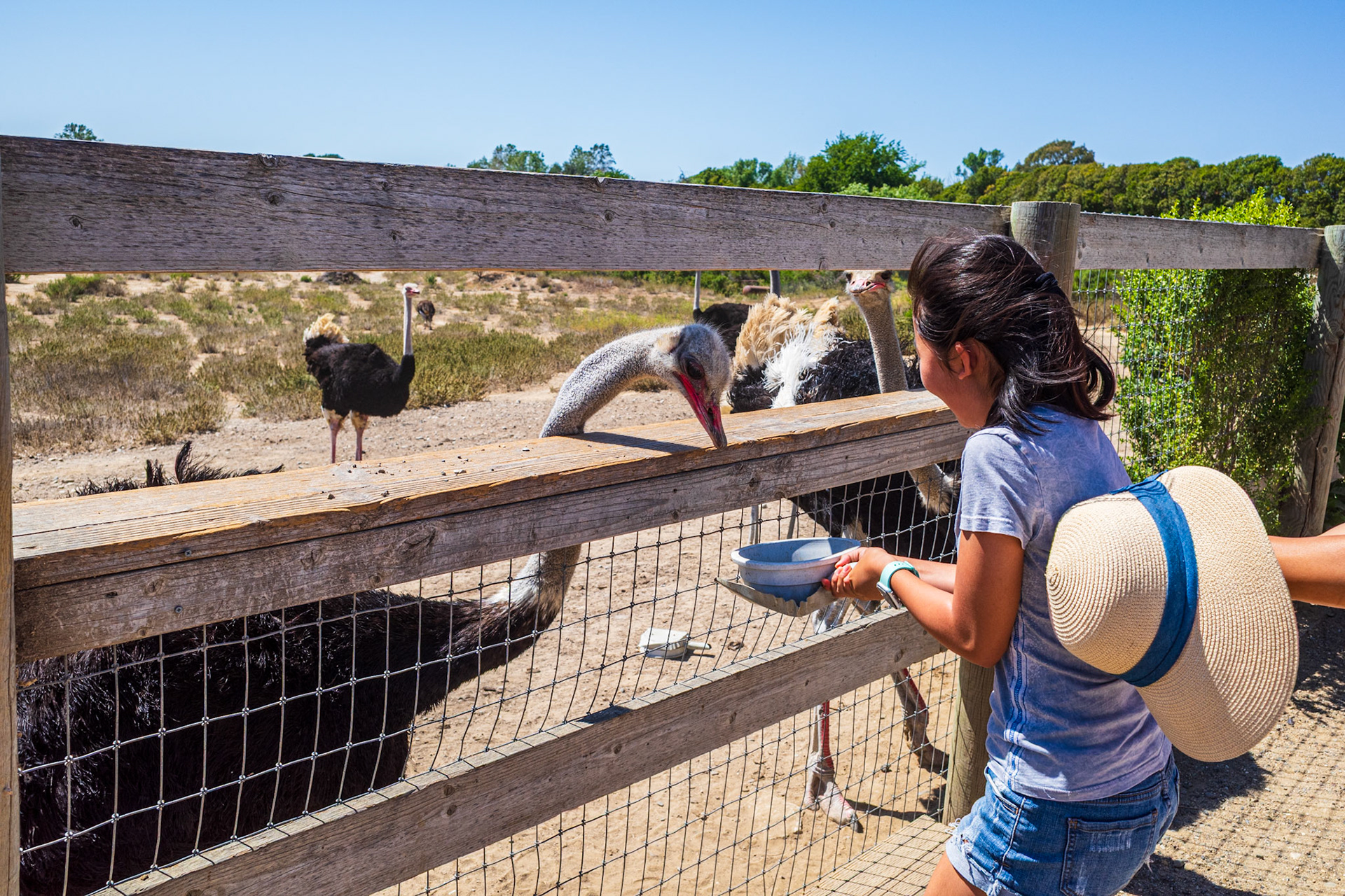 Ostrichland USA
