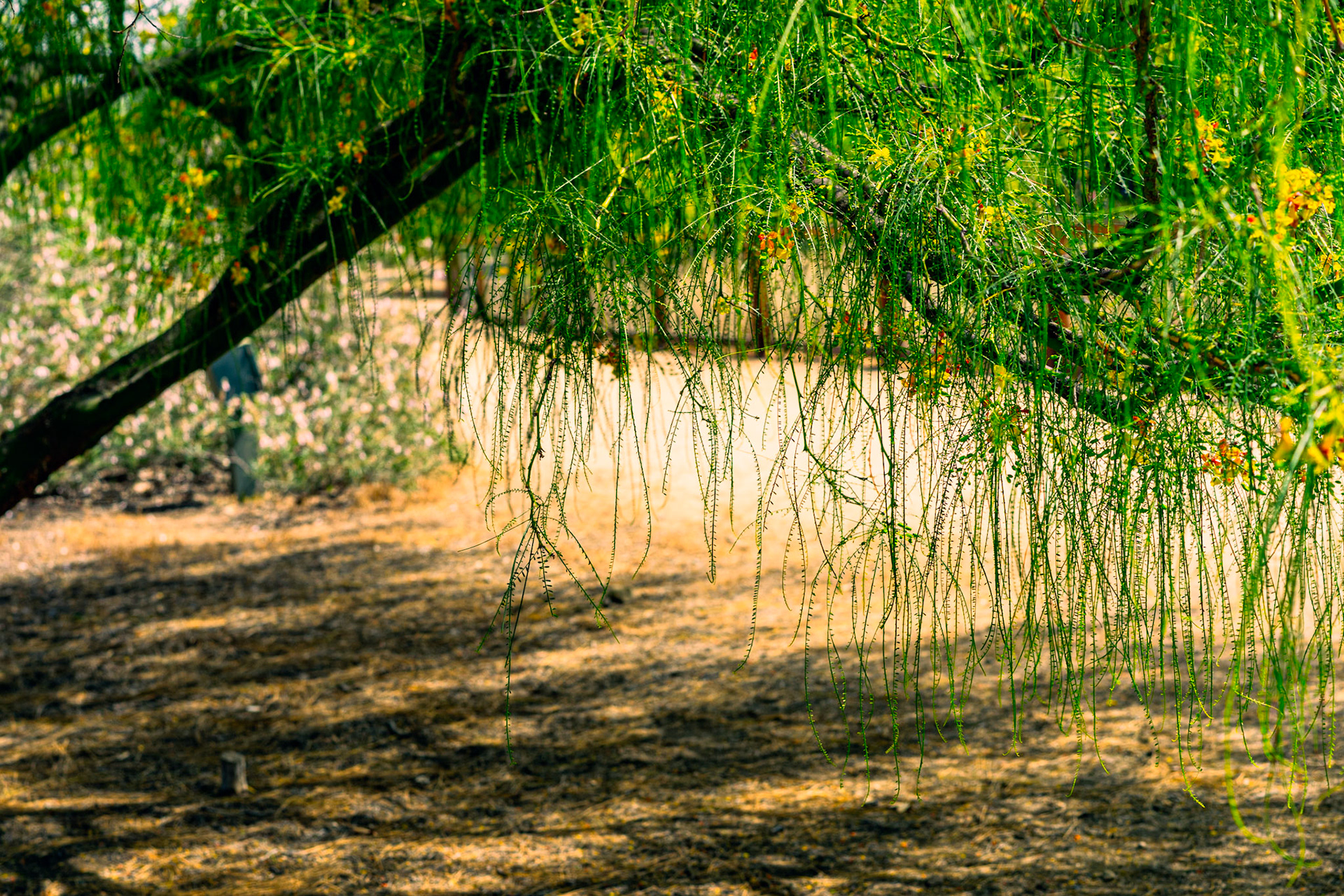 Mexican Palo Verde / Jerusalem Thorn (Parkinsonia aculeata)