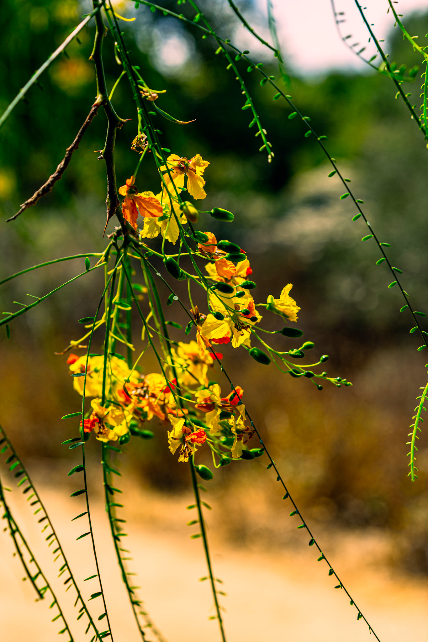 Mexican Palo Verde / Jerusalem Thorn (Parkinsonia aculeata)