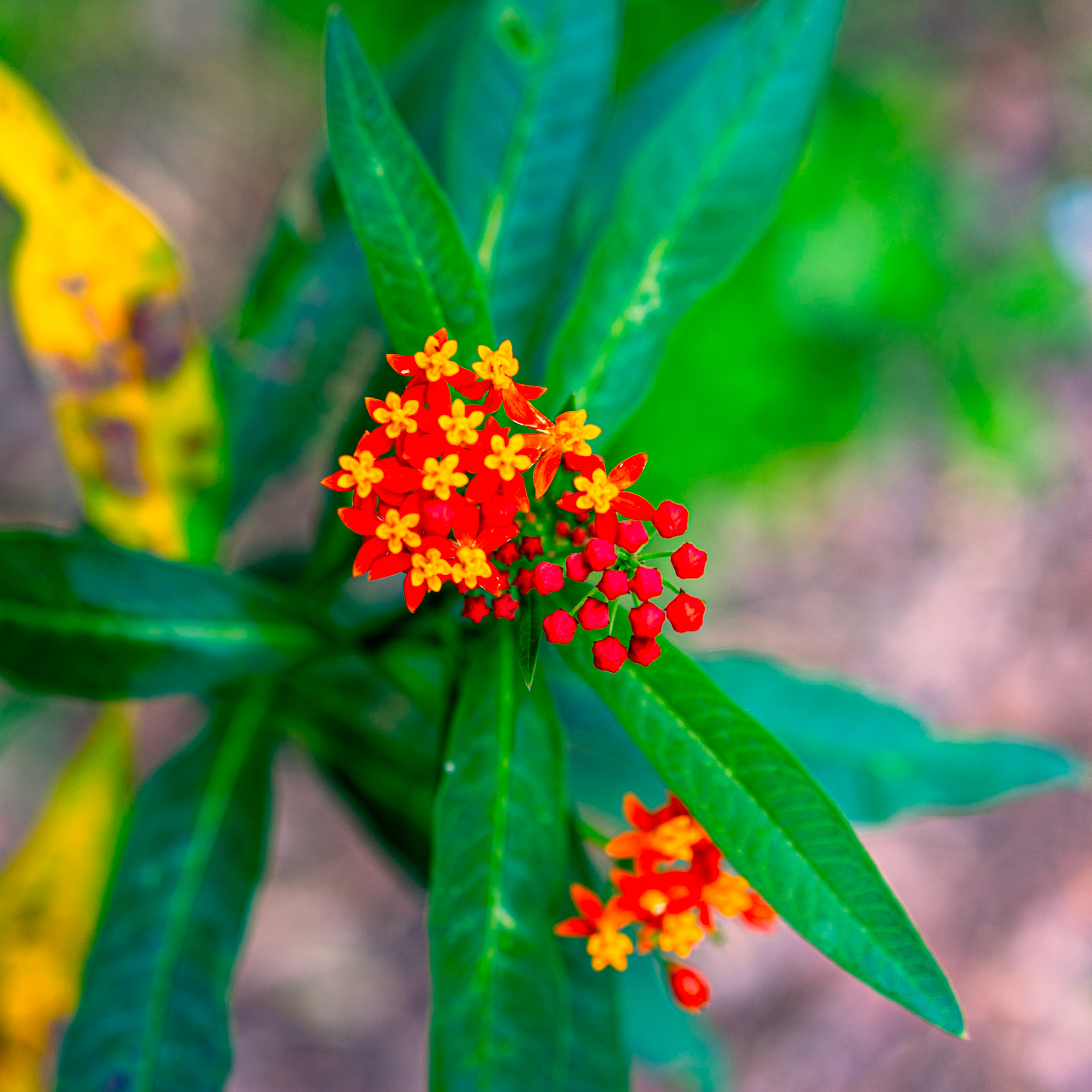 Tropical Milkweed (Asclepias curassavica)