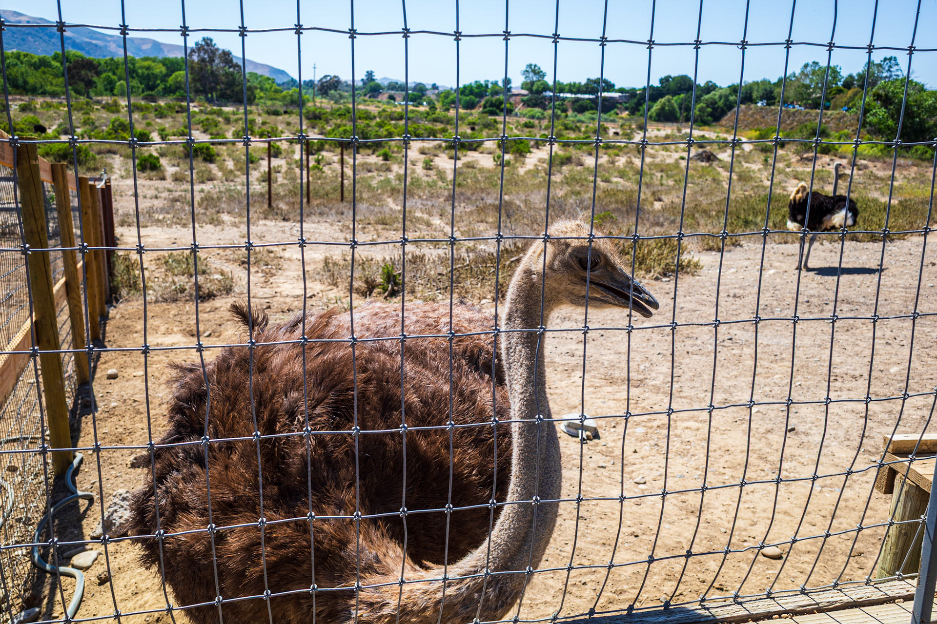 Ostrichland USA
