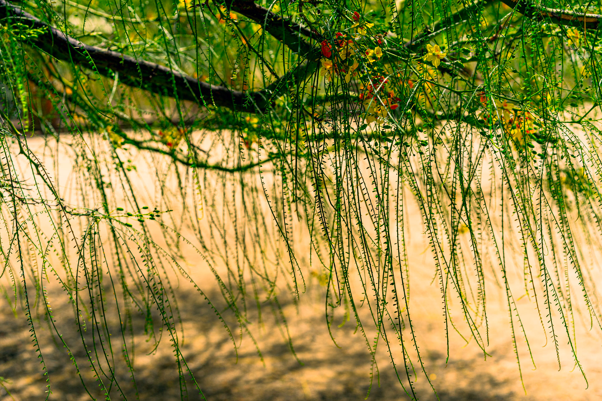 Mexican Palo Verde / Jerusalem Thorn (Parkinsonia aculeata)