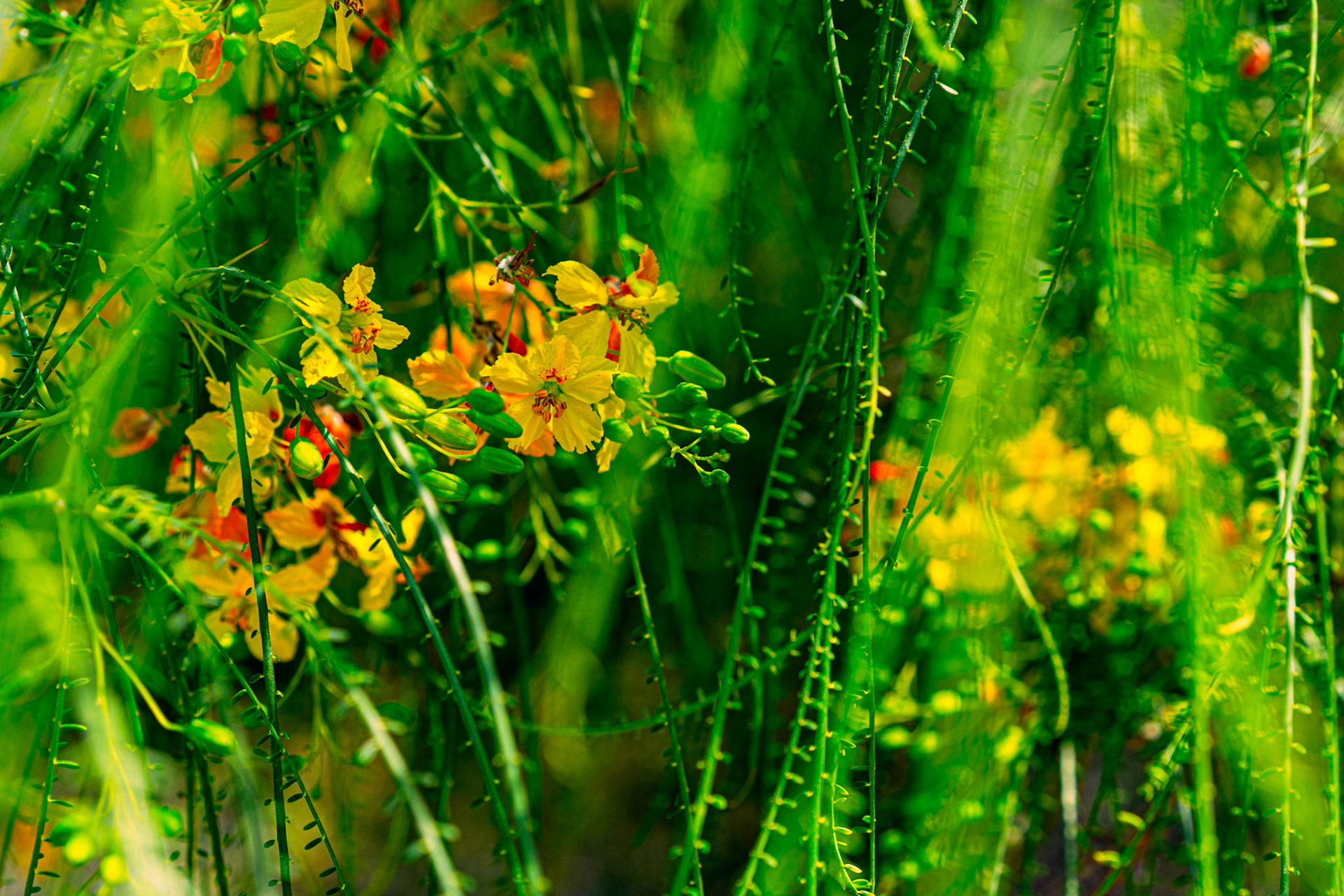 Mexican Palo Verde / Jerusalem Thorn (Parkinsonia aculeata)