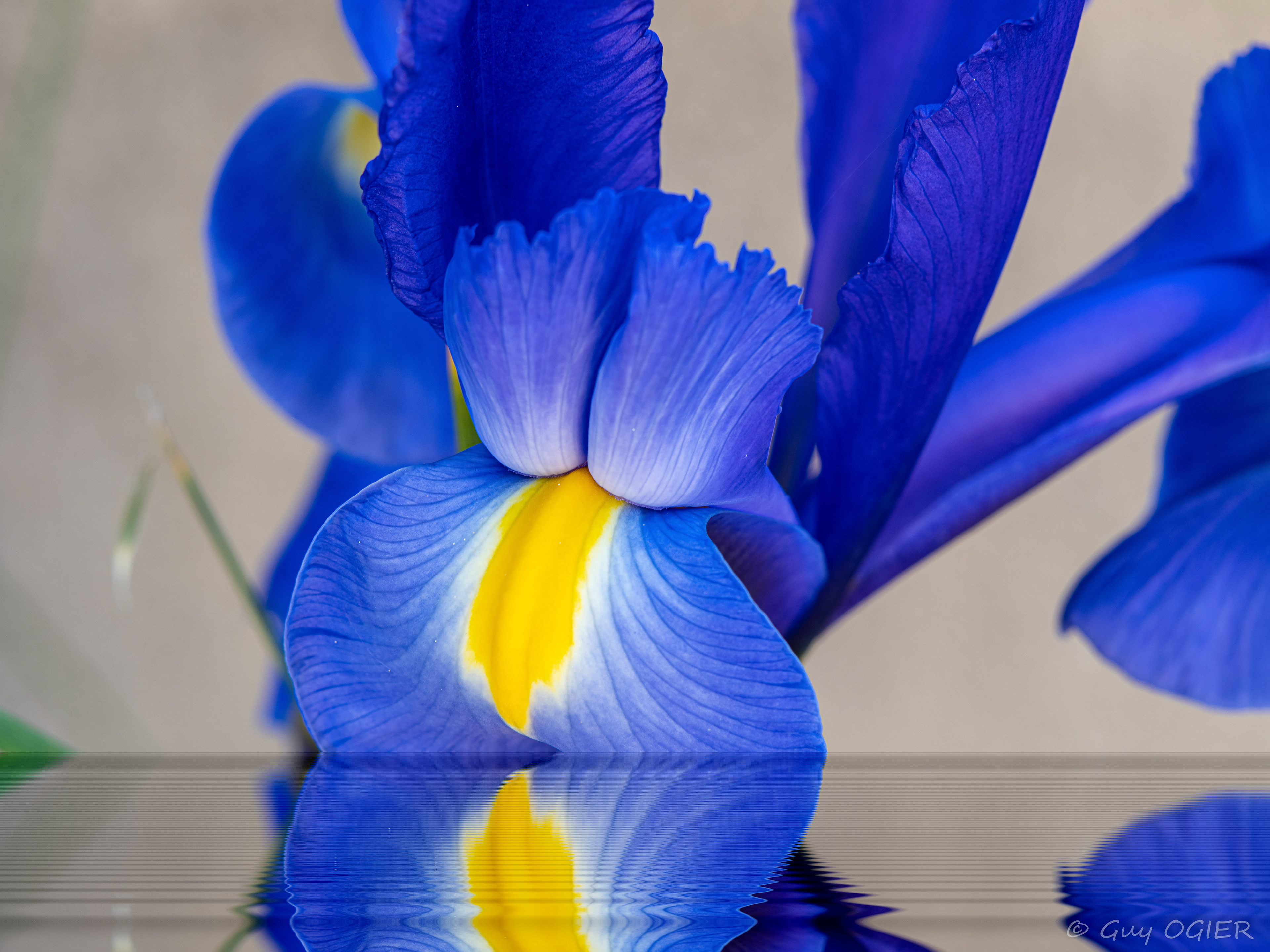 Iris s'abreuvant ...