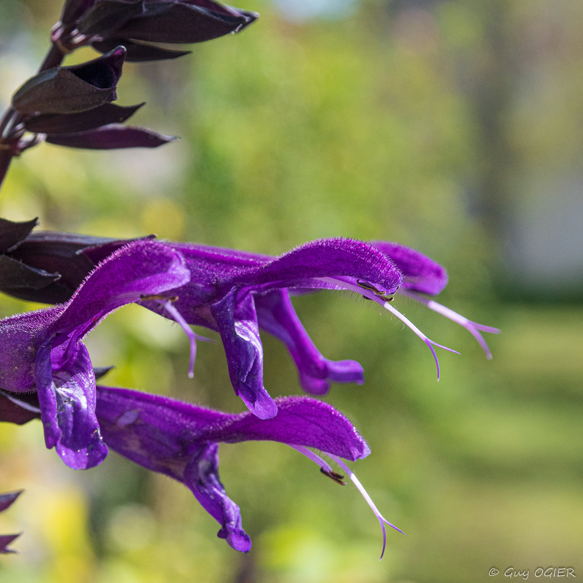 couleurs serpentines