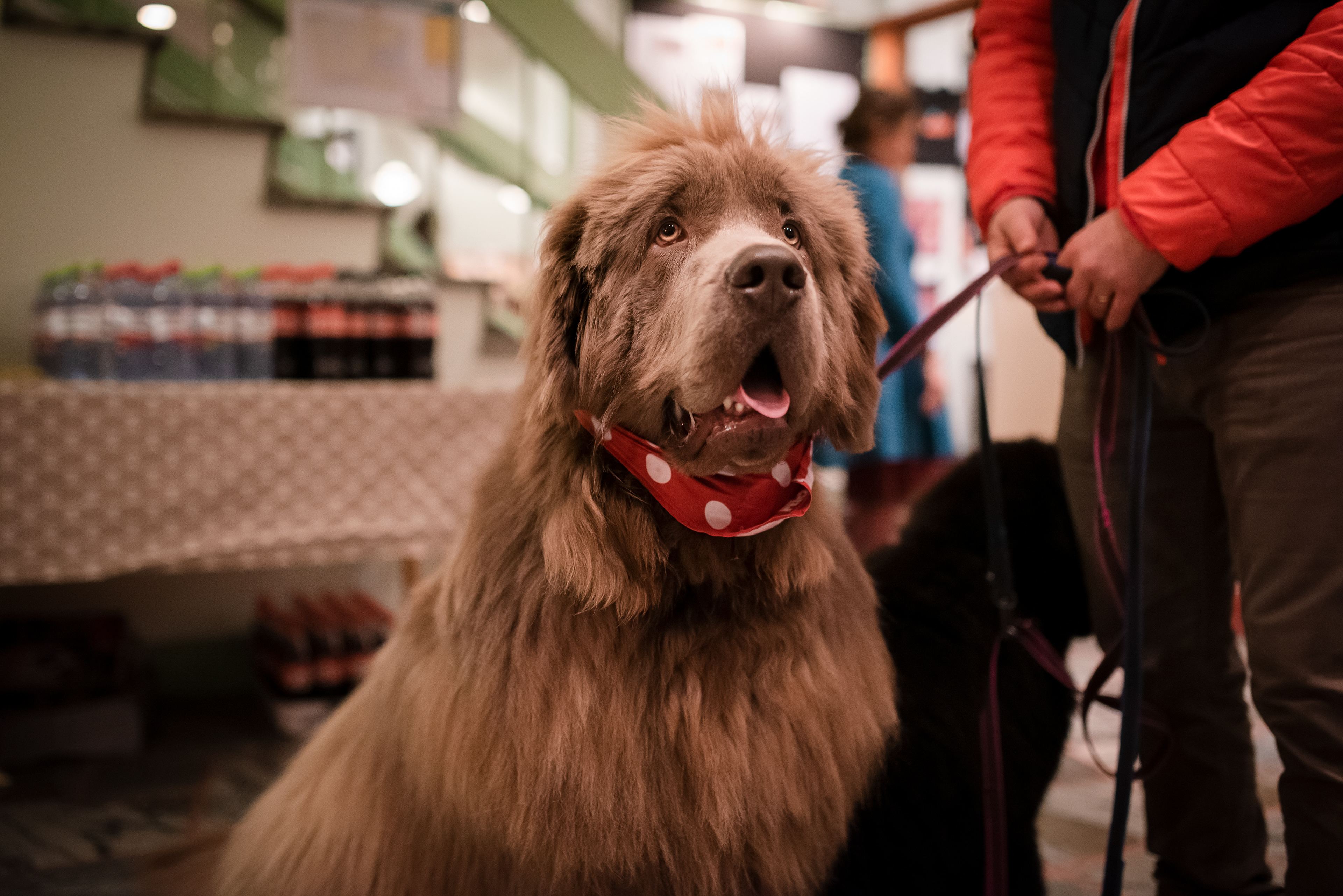 DOGGY, Dog cinema, 2019
