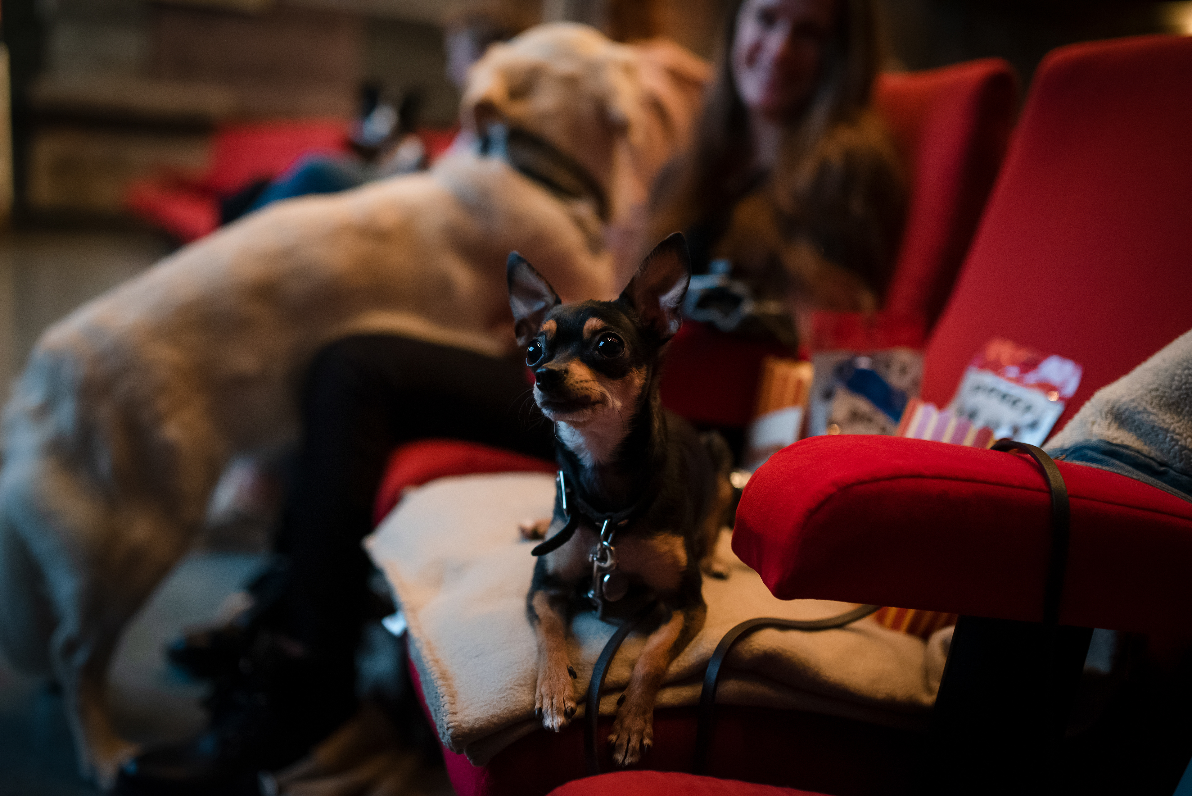 DOGGY, Dog cinema, 2019