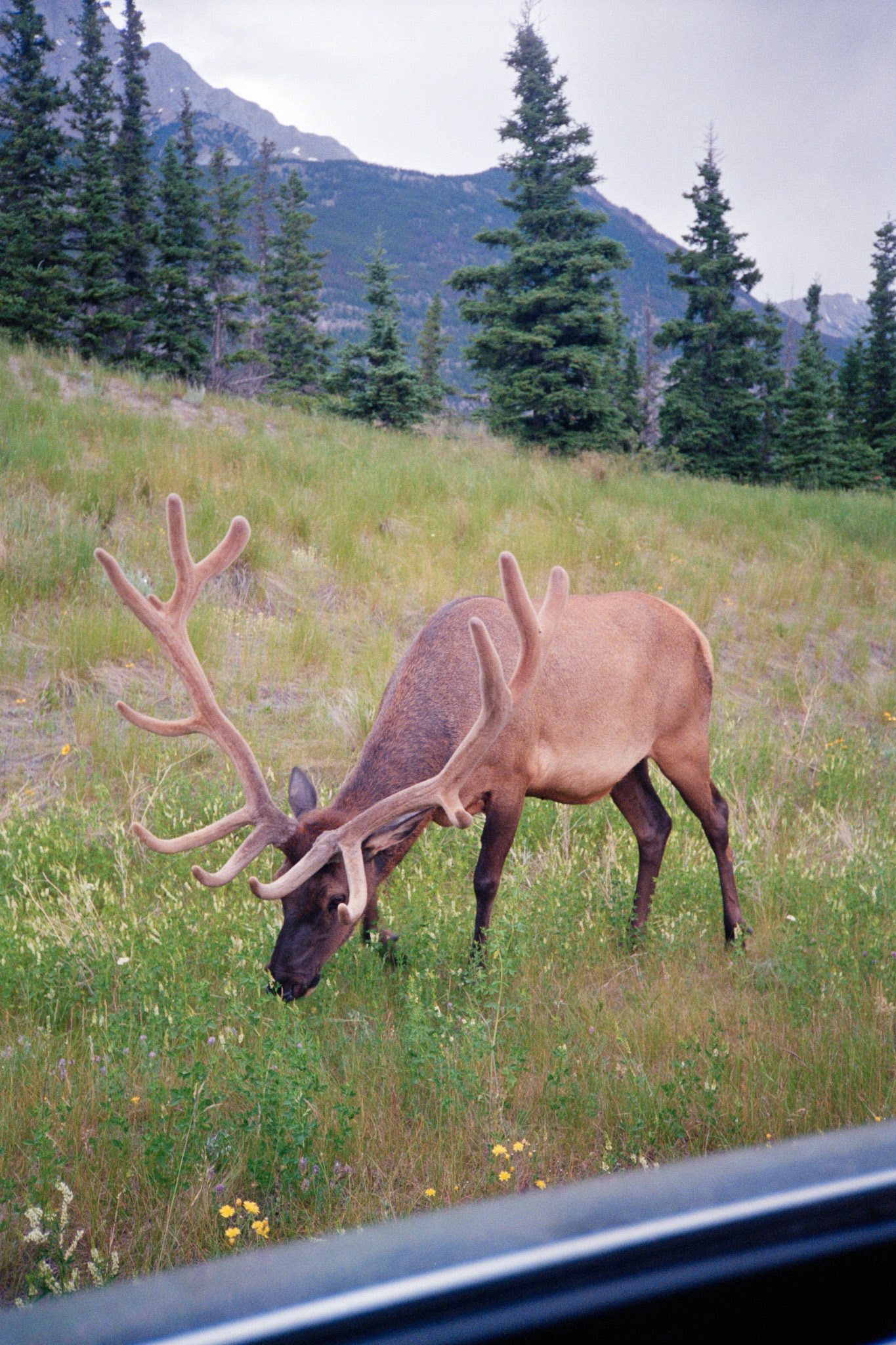 June-July /92 // Holiday #2A - Langham, Edmonton, Jasper