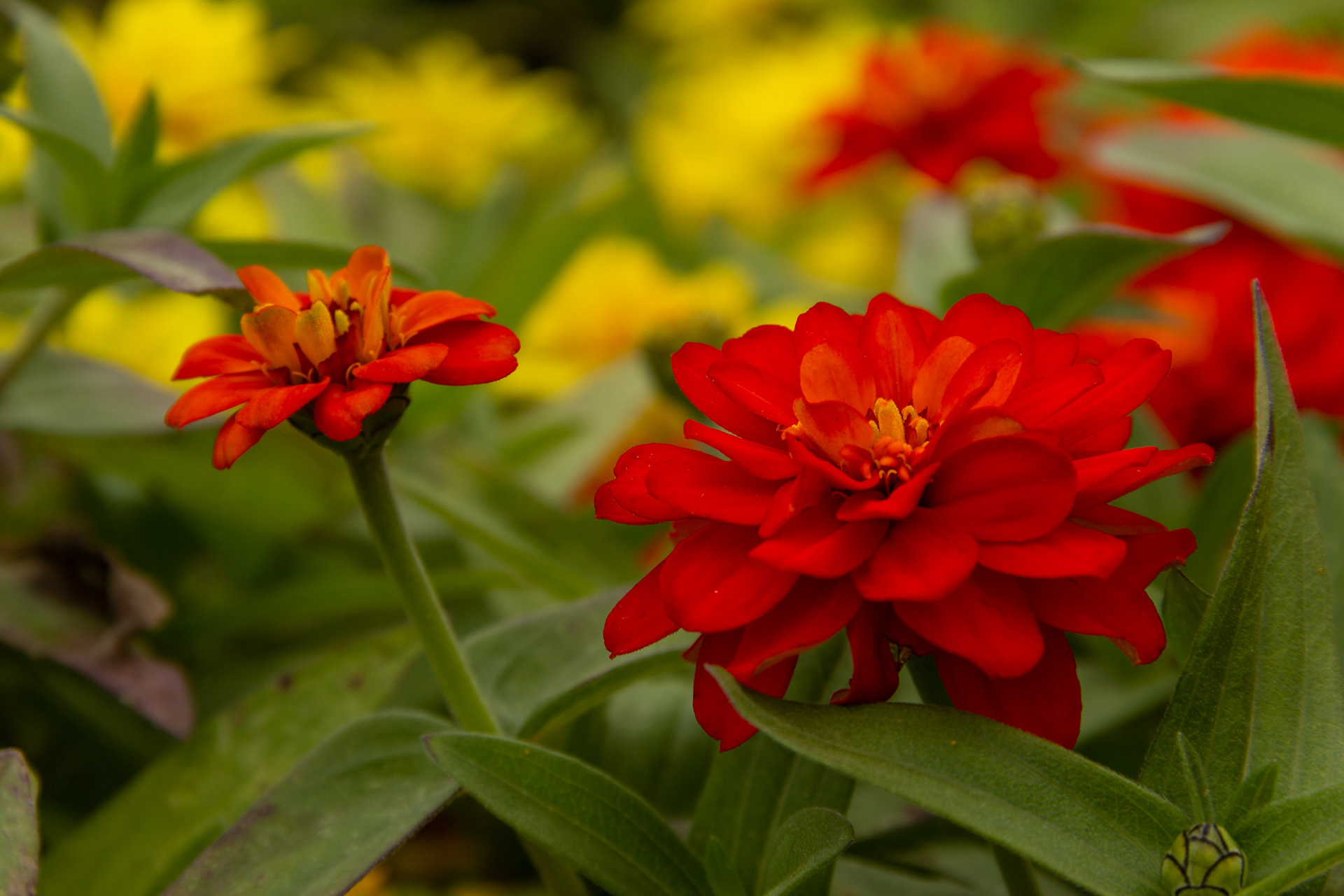Deep Cut Gardens #10
